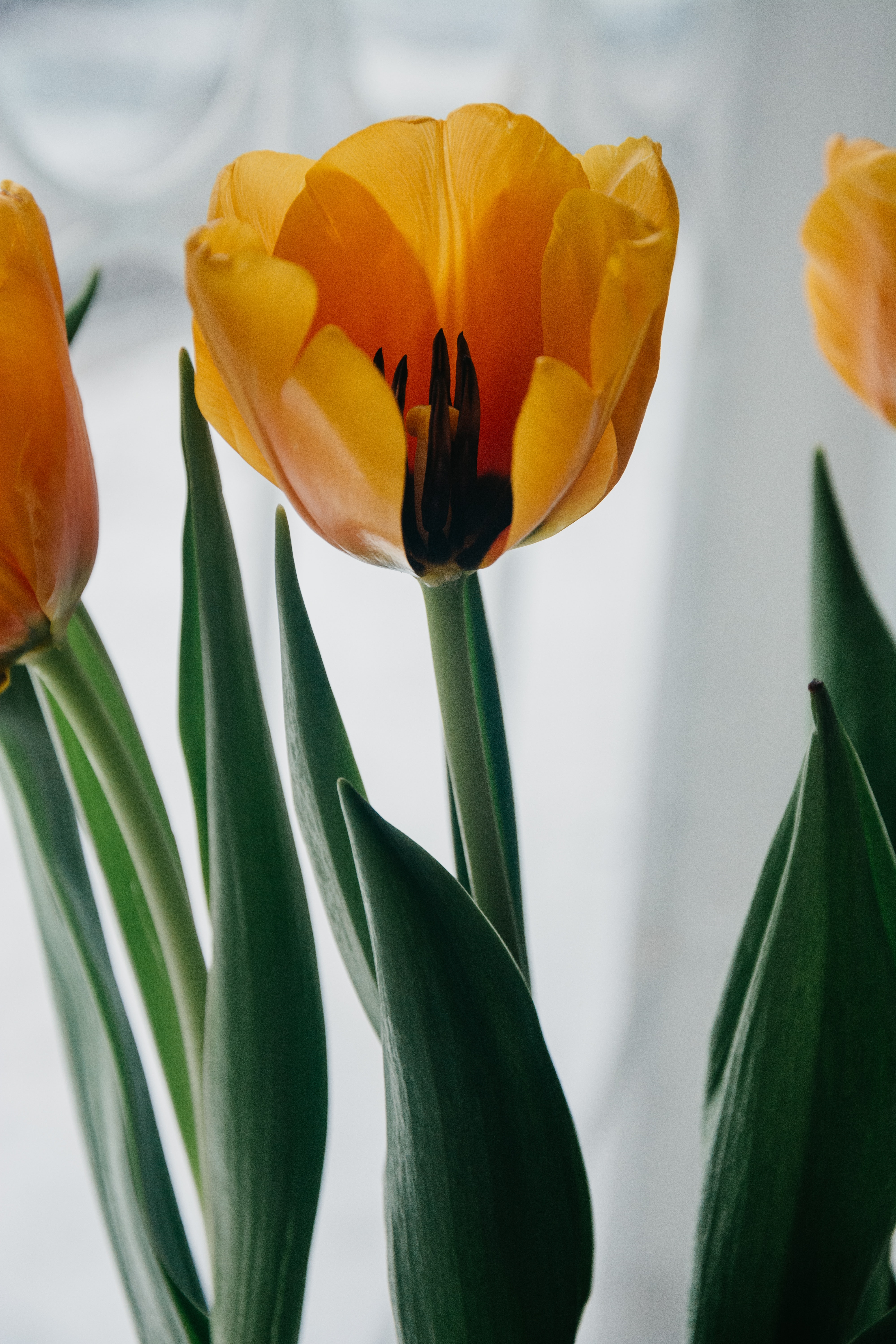 Yellow tulip closeup photo