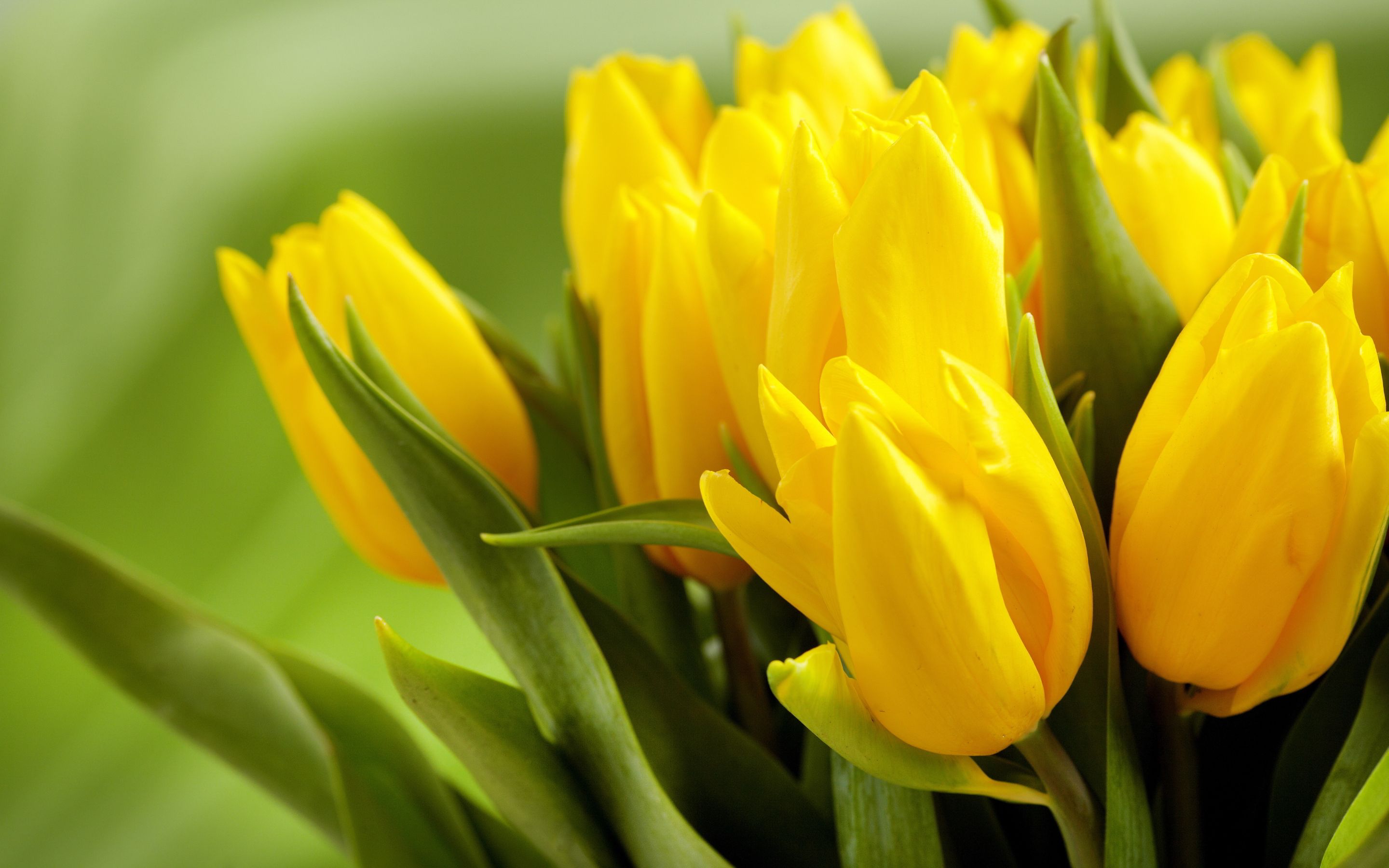 Top 15 Beautiful Yellow Flowers In The World | Yellow tulips ...