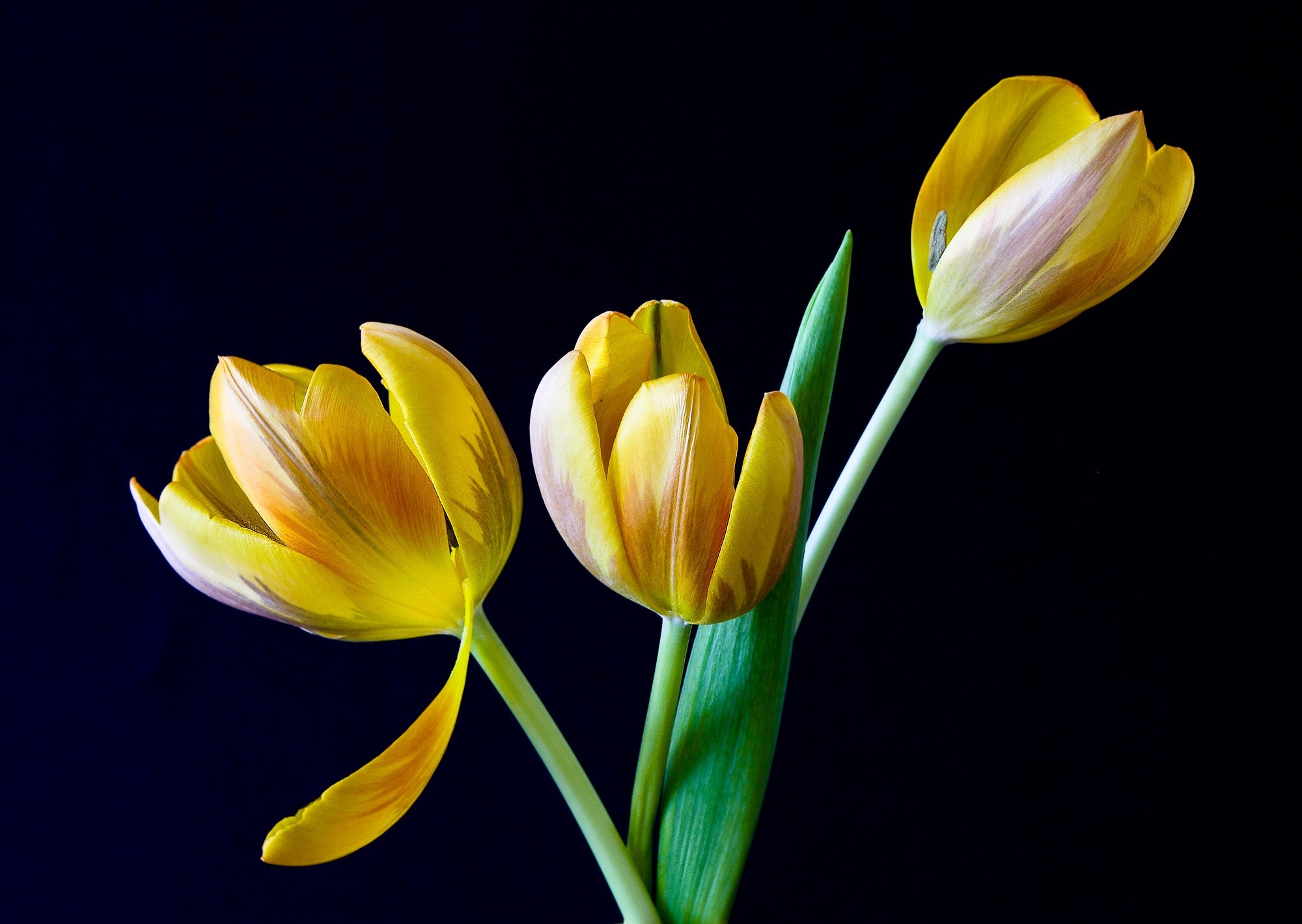 Free Photo Yellow Tulip Flower Flowers Nature Plant Free Download Jooinn