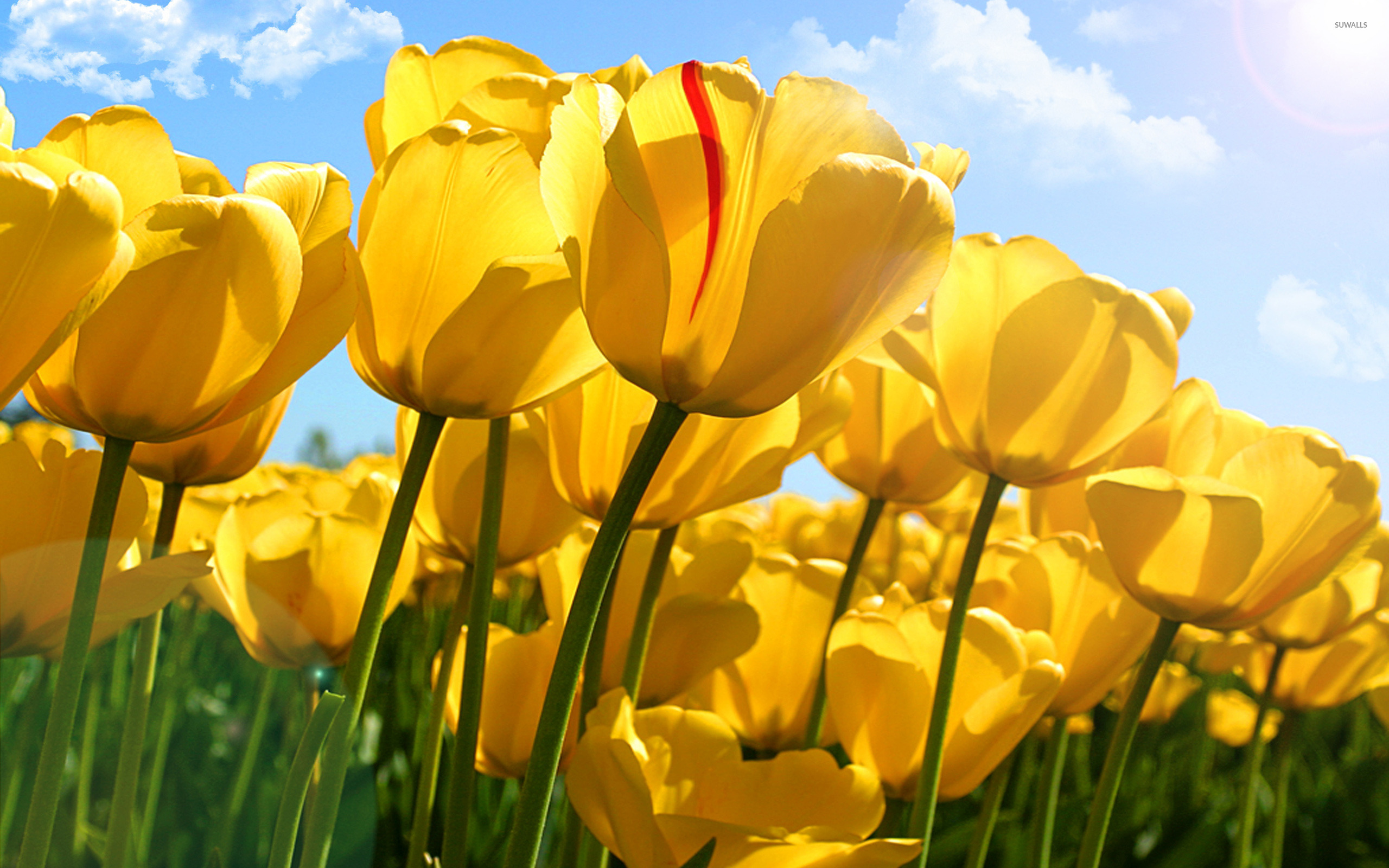Yellow tulips [5] wallpaper - Flower wallpapers - #35738