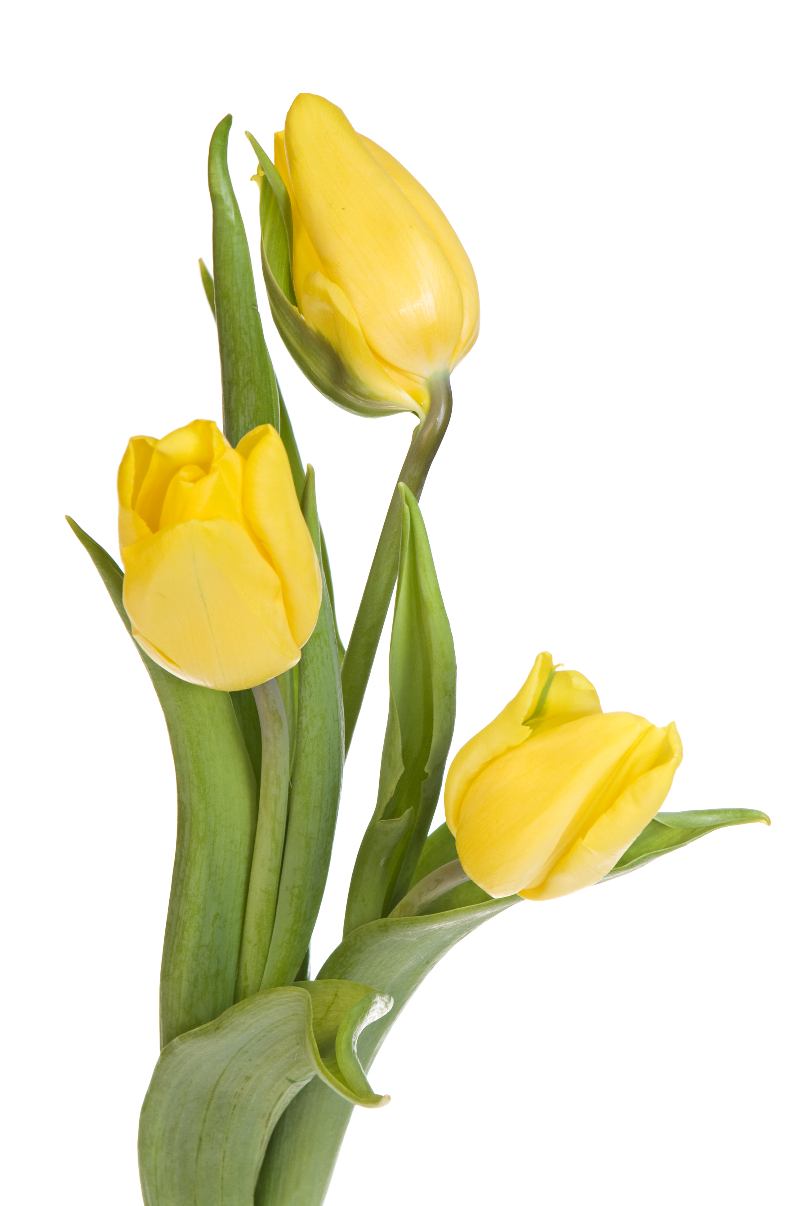 Yellow tulips photo