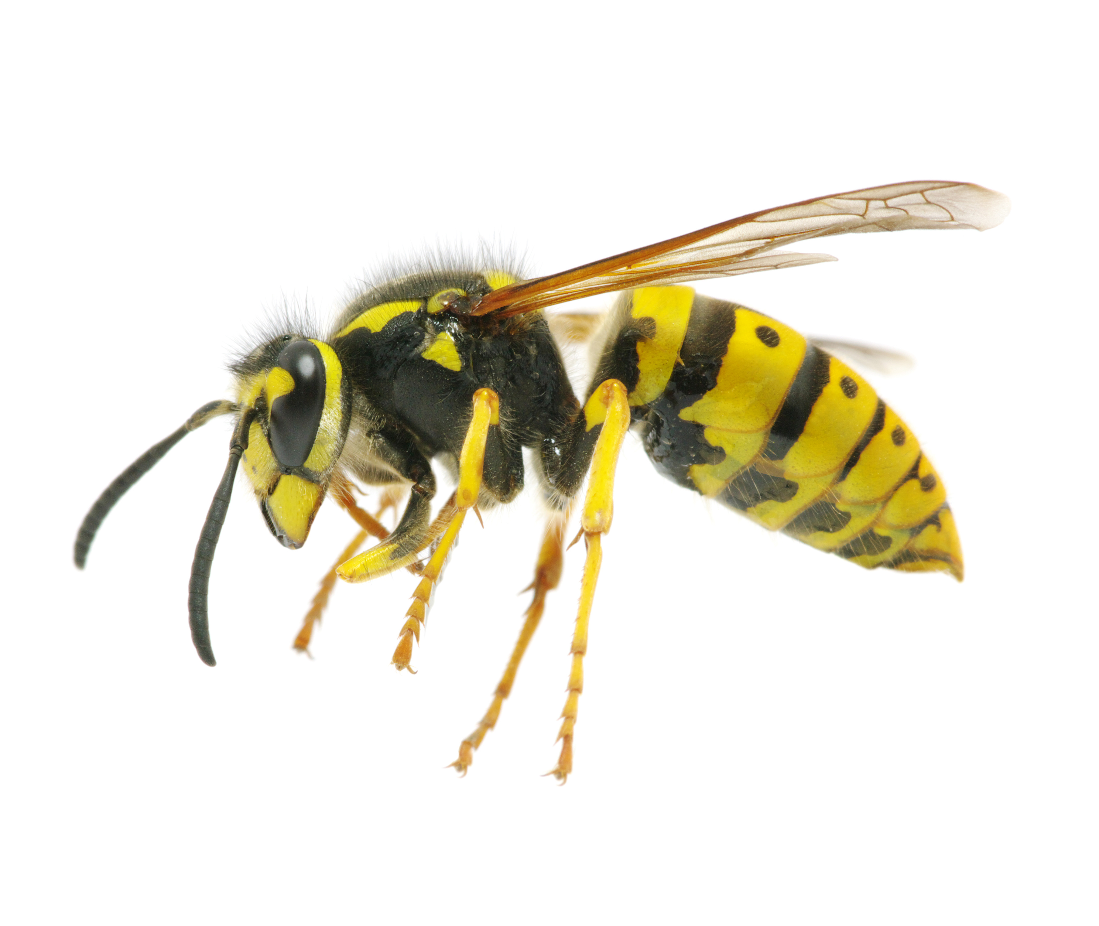 Yellow Jacket Nests and Problems | Pest Control NYC | LI
