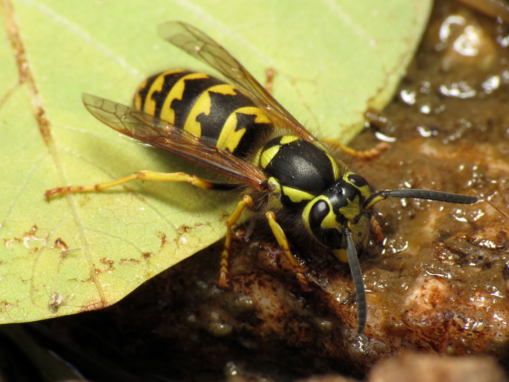Western Yellow Jacket Wasps: Identification, Prevention & Control