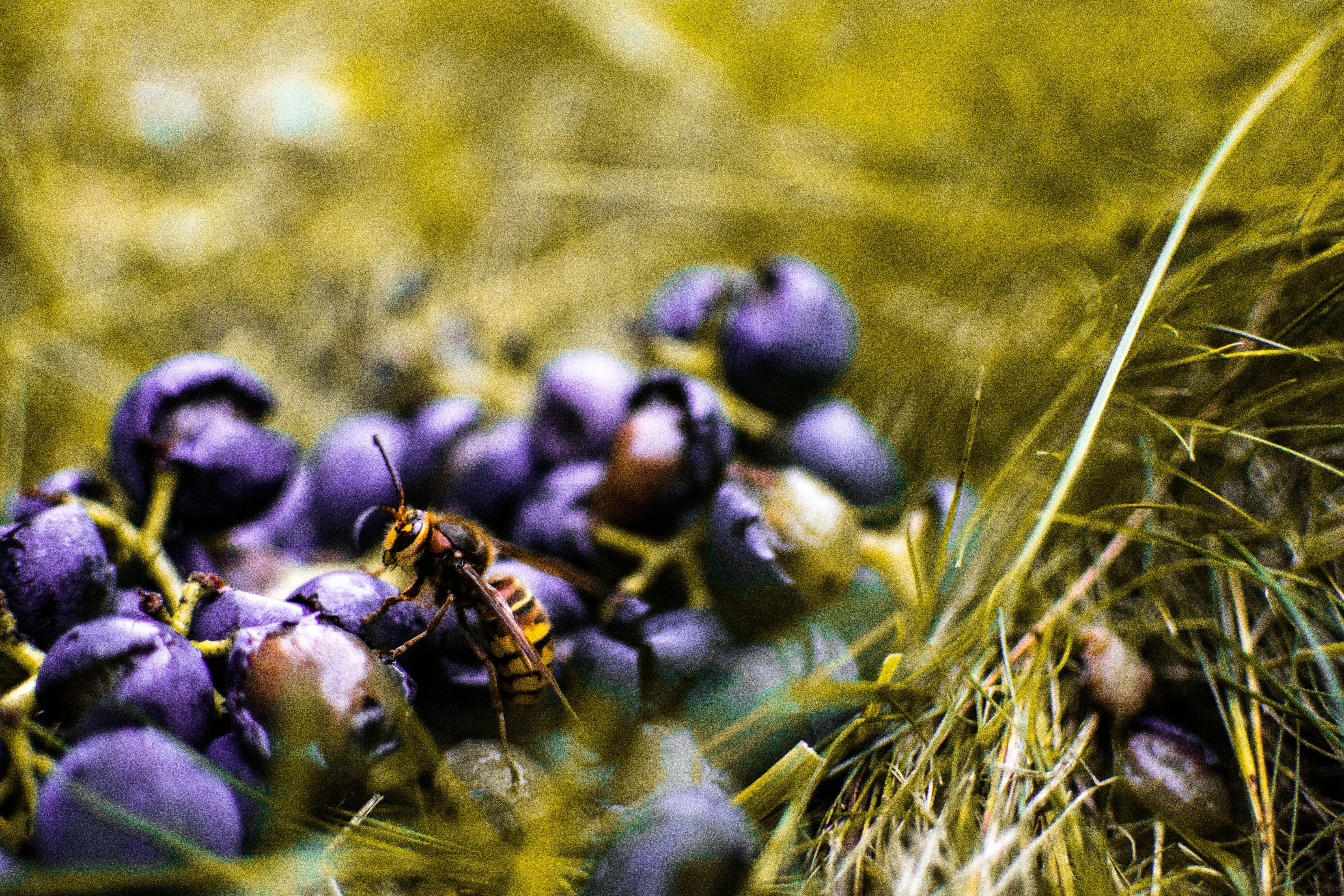 Yellow wasp on blueberry photo