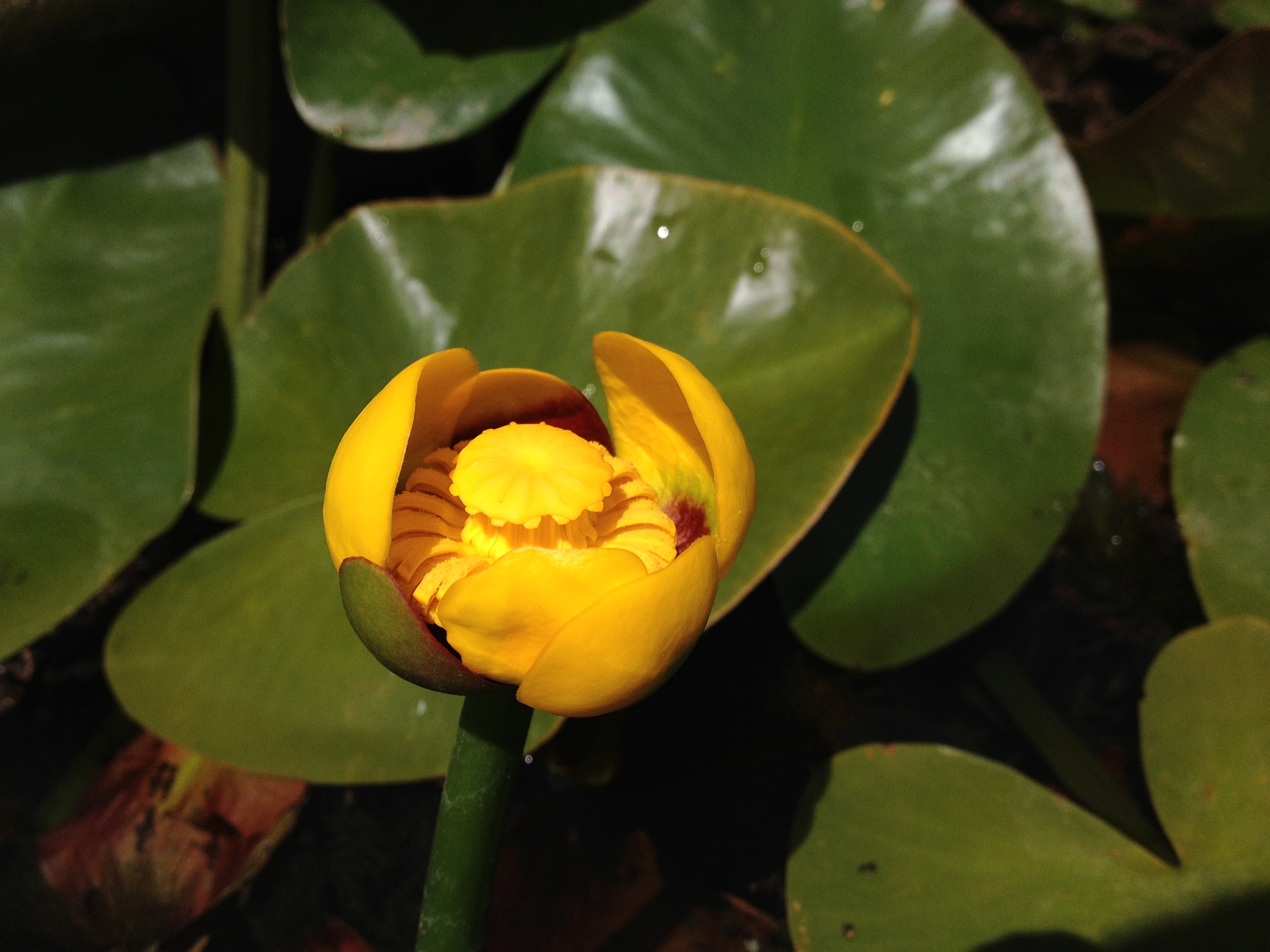 Van Ness Water Garden: Yellow Hardy Water Lilies