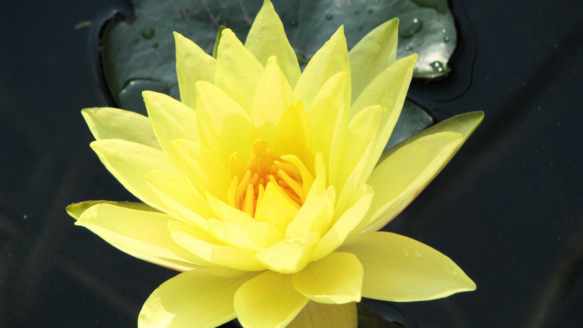Download Wallpaper 1920x1080 water lily, water, yellow, leaf, close ...