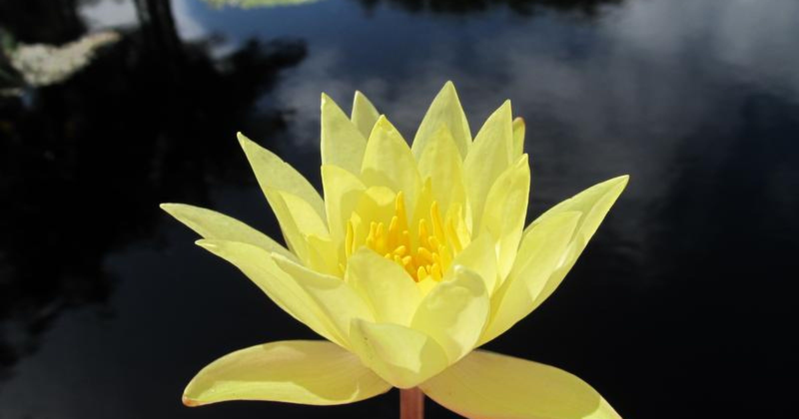 Meet the native yellow waterlily