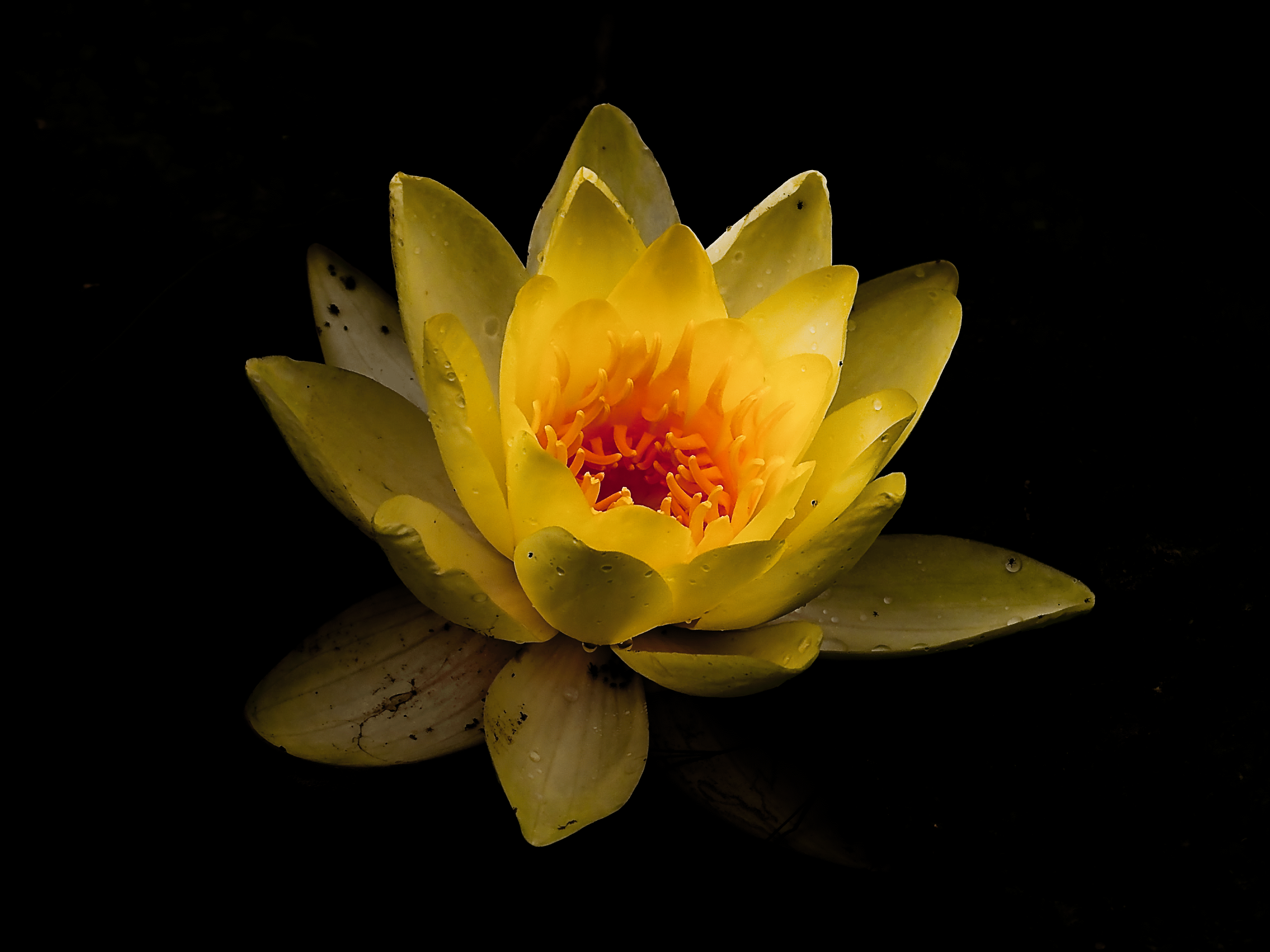 File:Yellow-Water-Lily-Nymphaeaceae-Flower - West Virginia ...