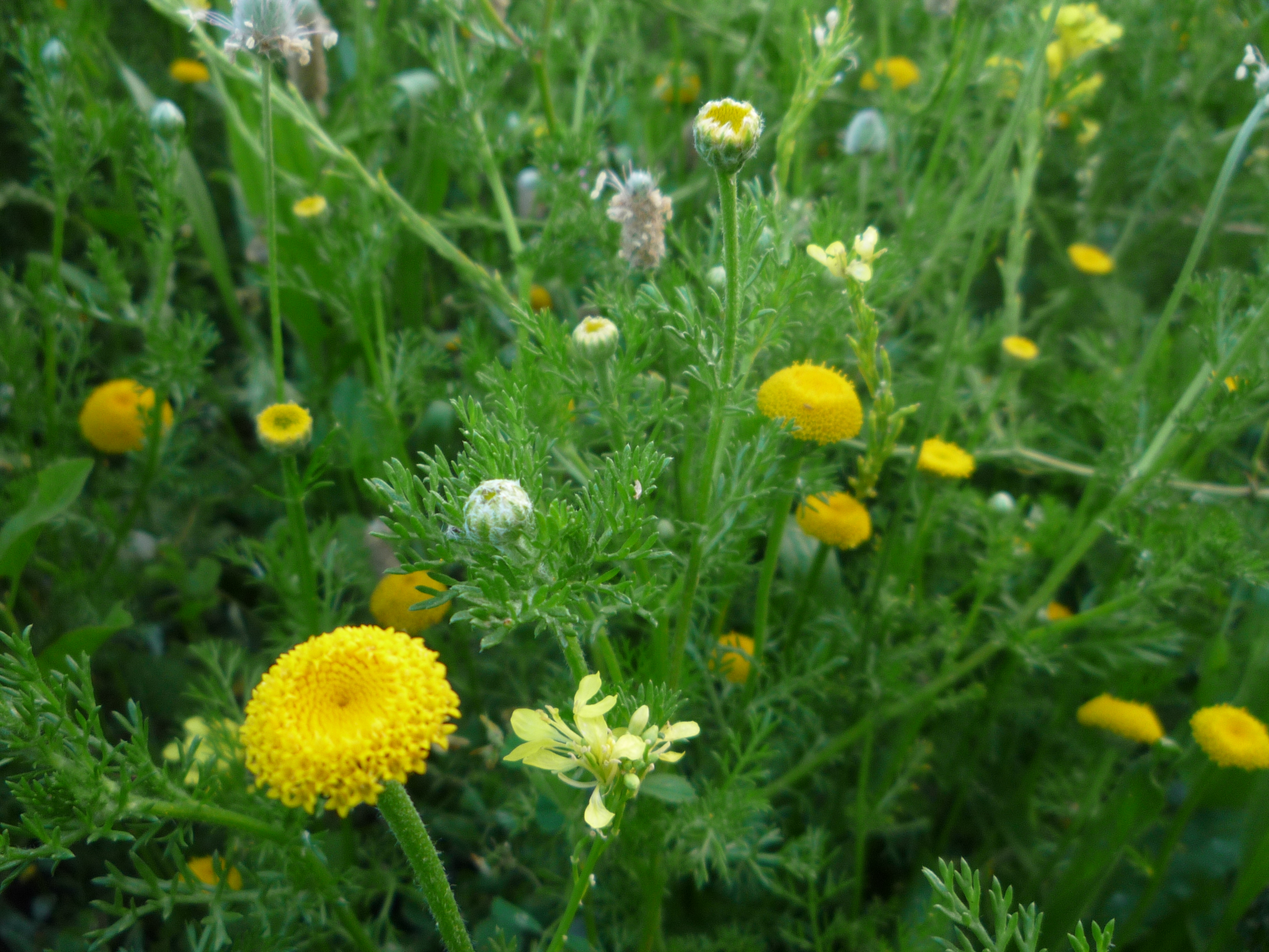 File:Yellow wildflowers.jpg - Wikimedia Commons
