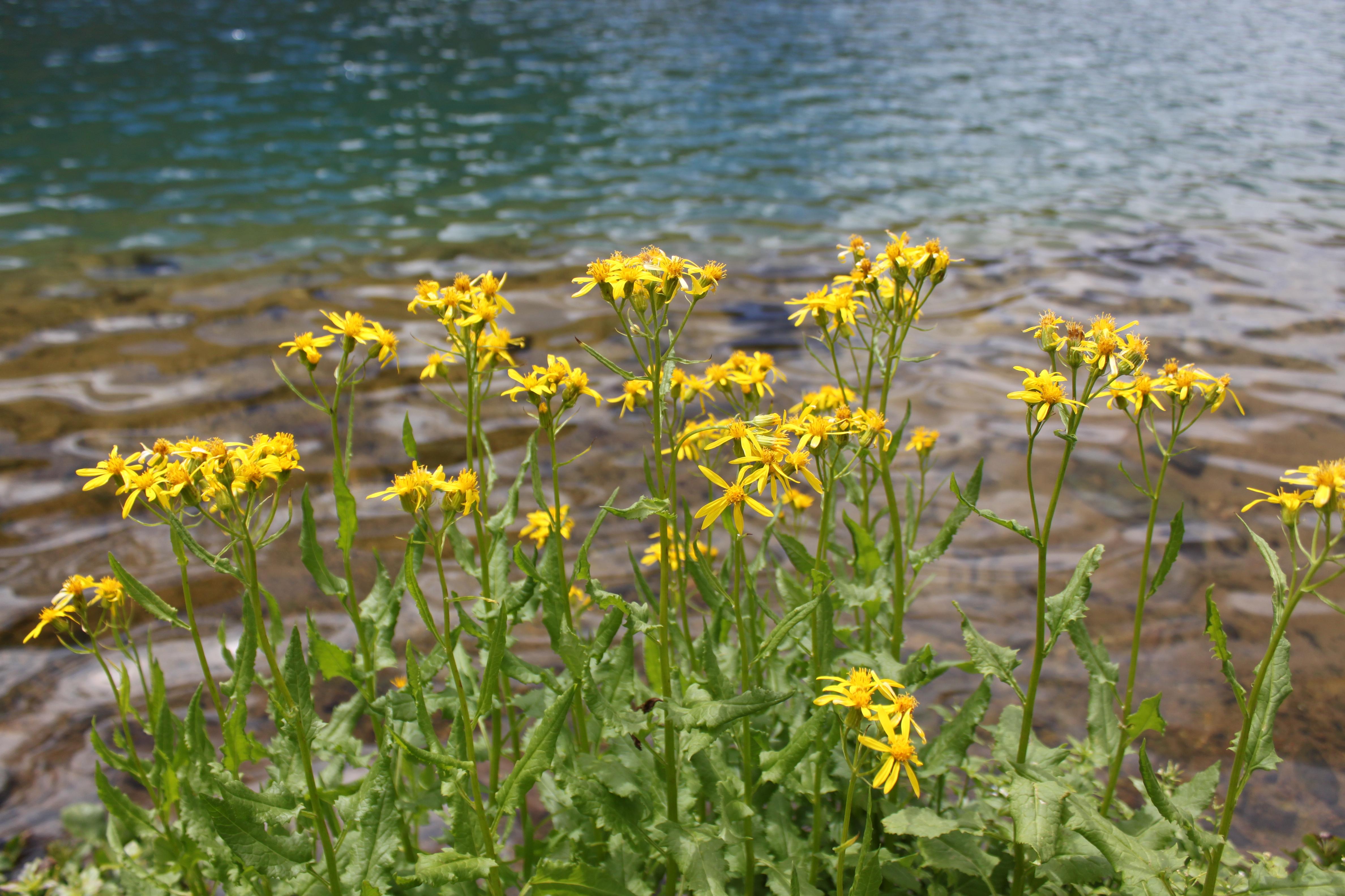 yellow wildflowers : Photos, Diagrams & Topos : SummitPost
