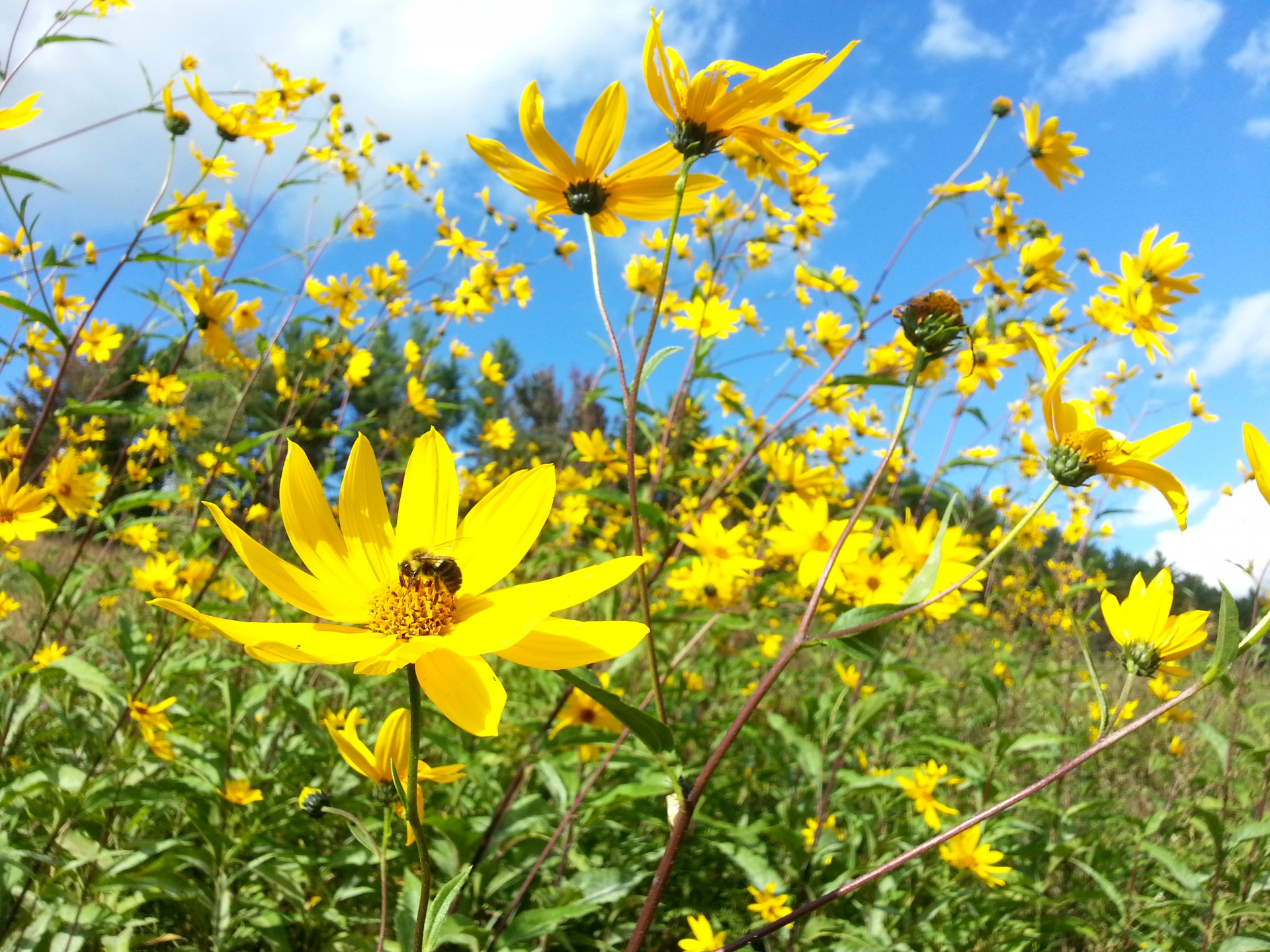 Yellow Wildflowers Free Stock Photo - Public Domain Pictures
