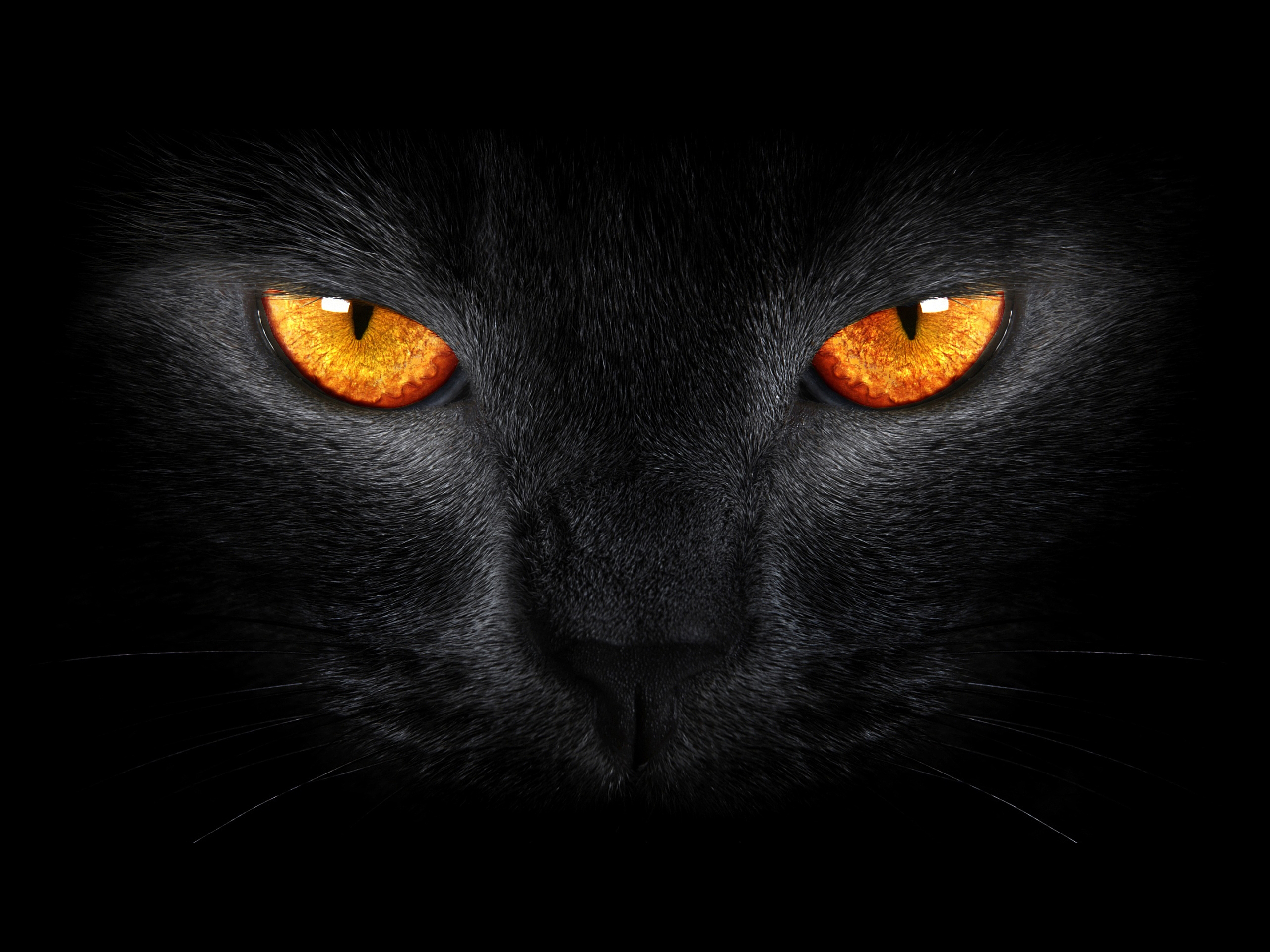 Wallpaper Black Cat, Scary, Yellow eyes, Dark background, Animals, #945