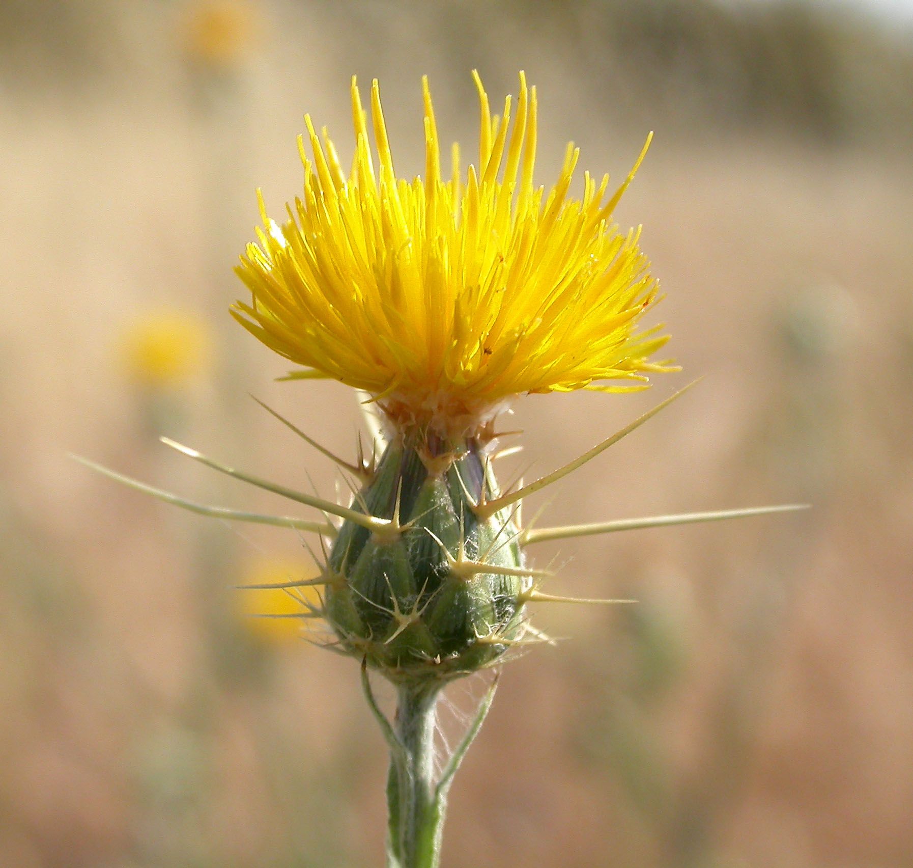 Yellow Star Thistle/ATTRACTS: Mourning Doves. A prickly plant. Also ...