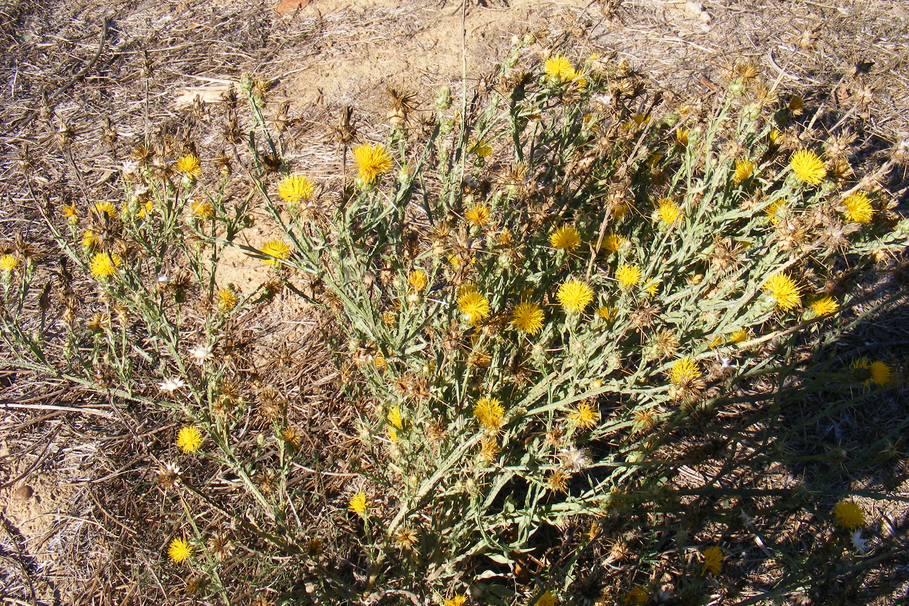 HorseDVM Toxic Plants for Horses | Yellow star thistle