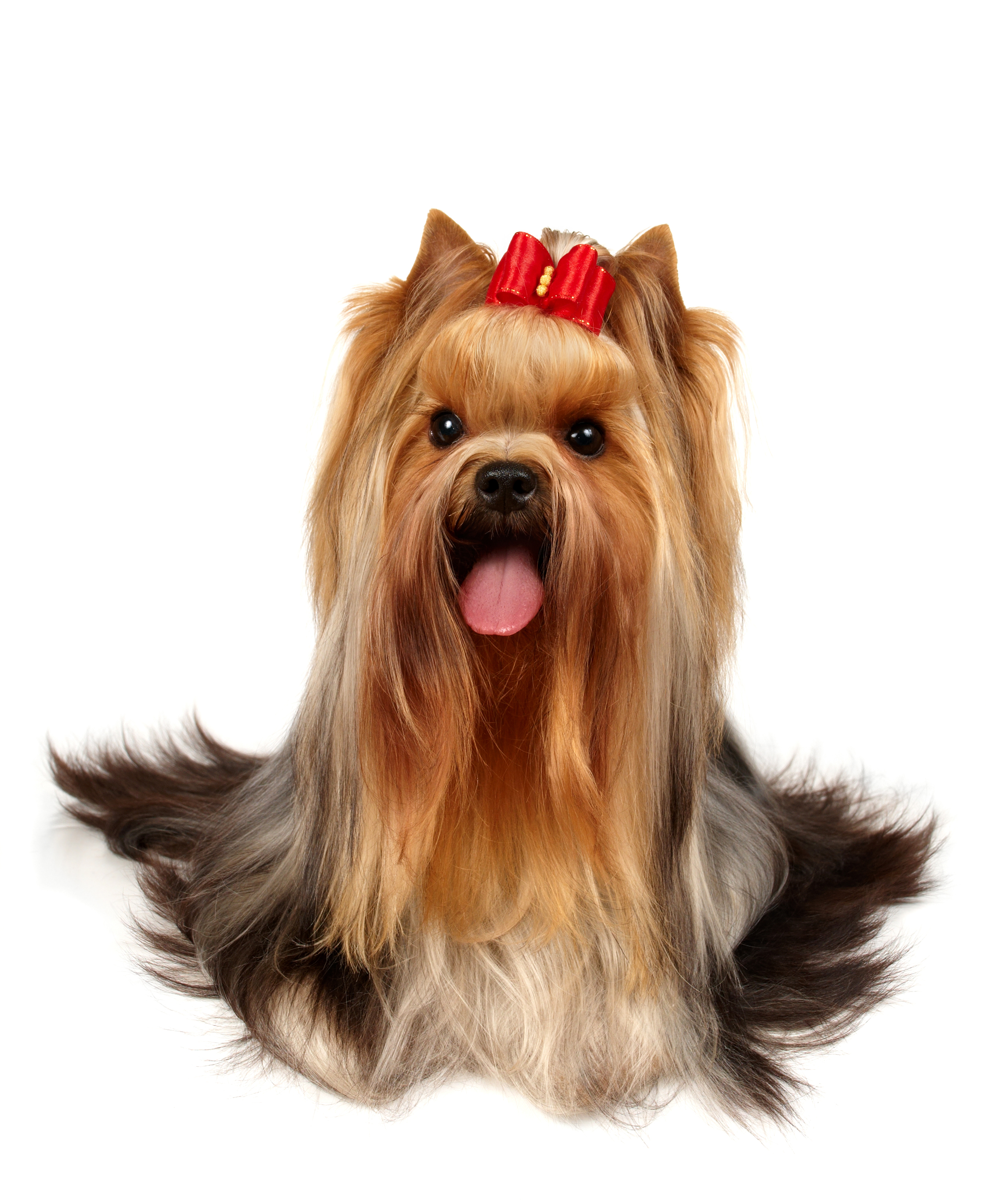 Types of Yorkie Hair Cuts