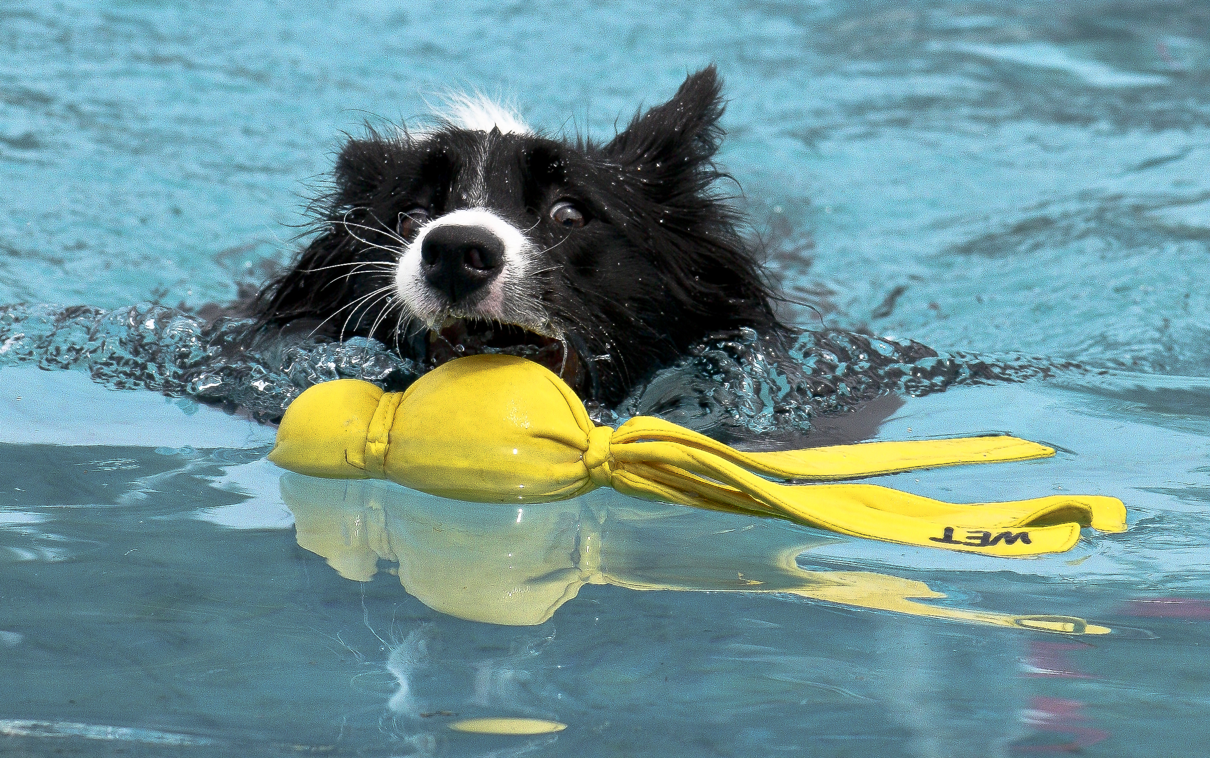 You're mine now!, Dog, Swim, Toy, Water, HQ Photo
