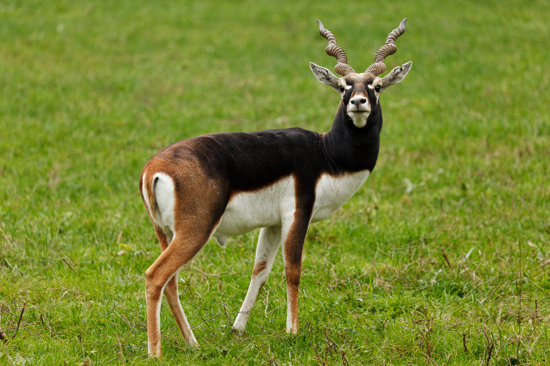 27 Interesting And Weird Facts About Antelopes - Tons Of Facts