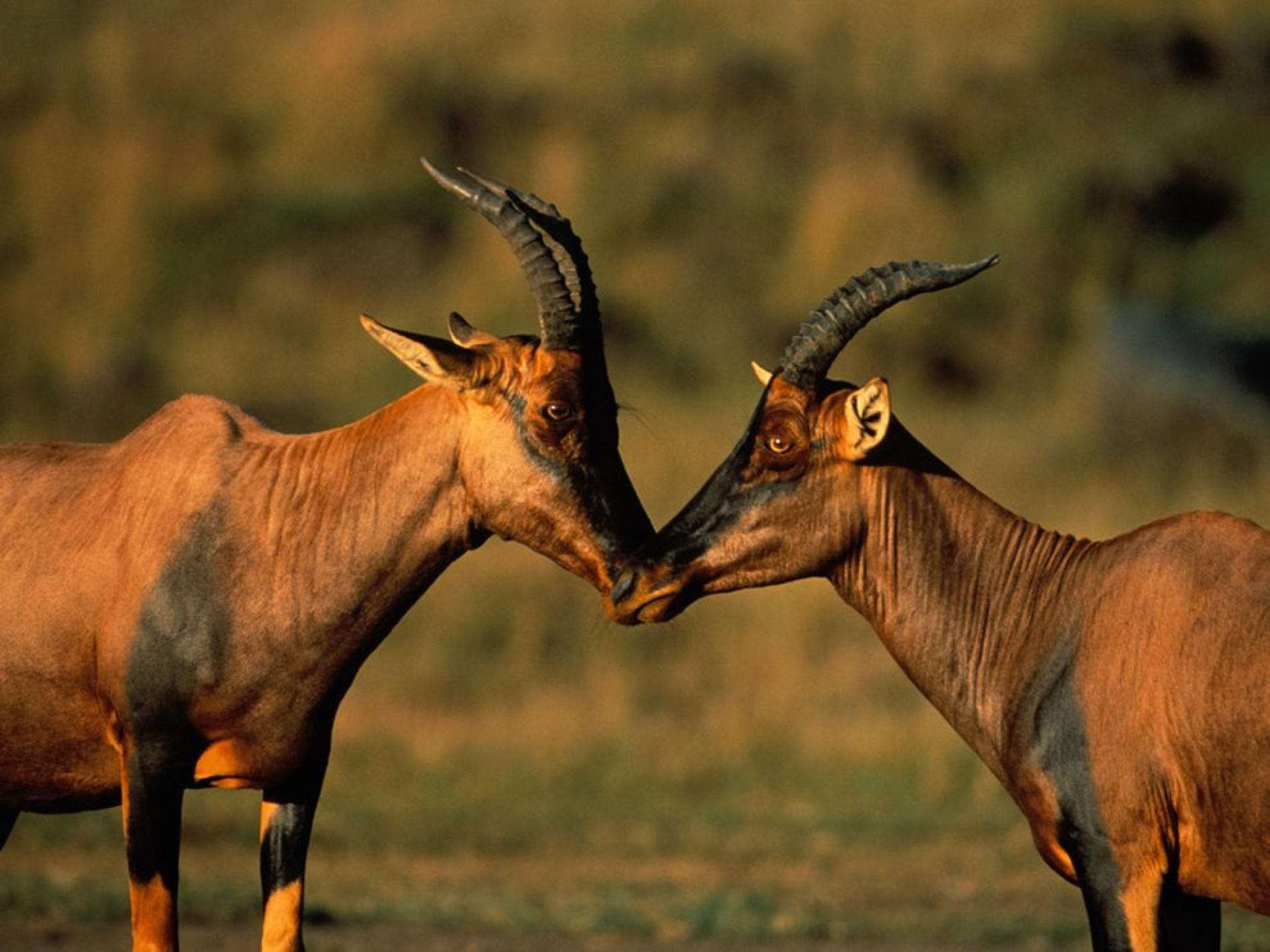 Male Antelope Scare Females Into Staying for Sex