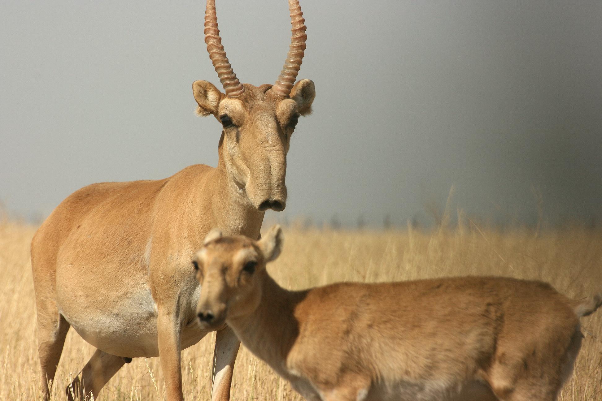 The Plight of the Saiga Antelope – Young Scientists Journal