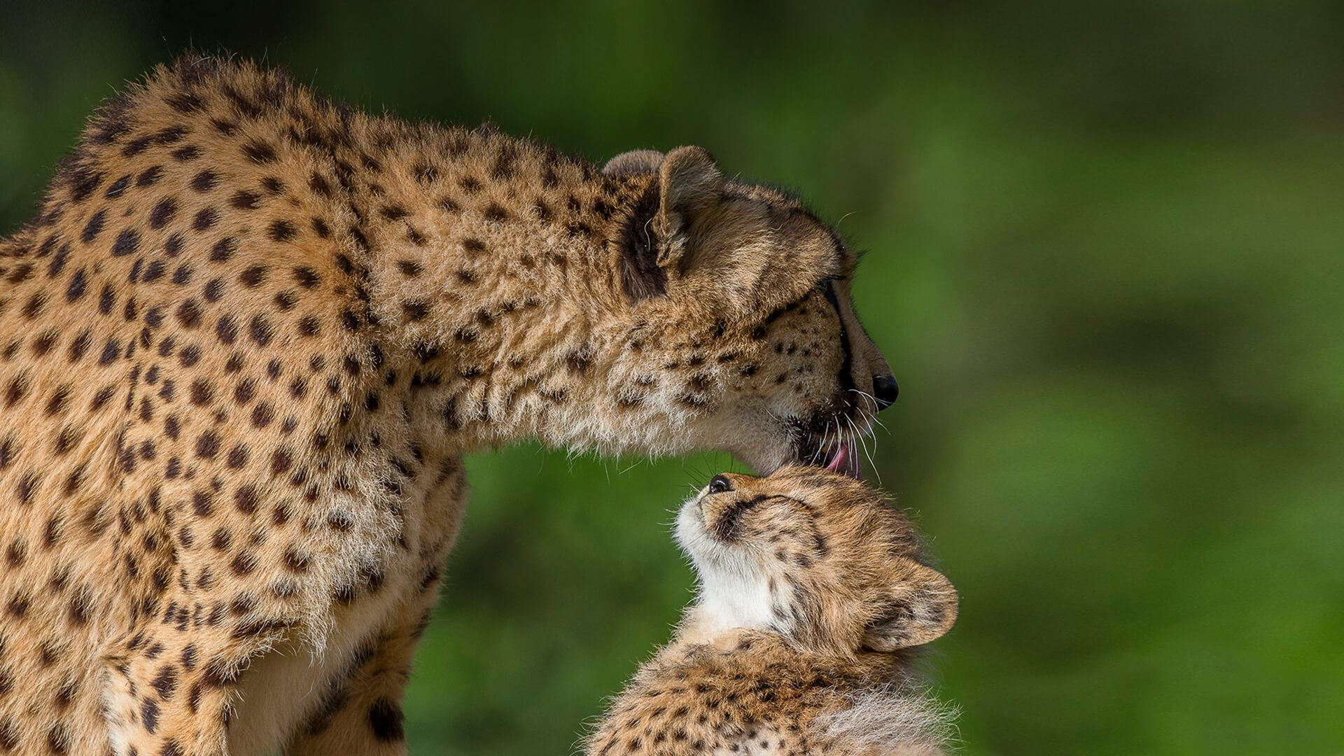 Young cheetah photo