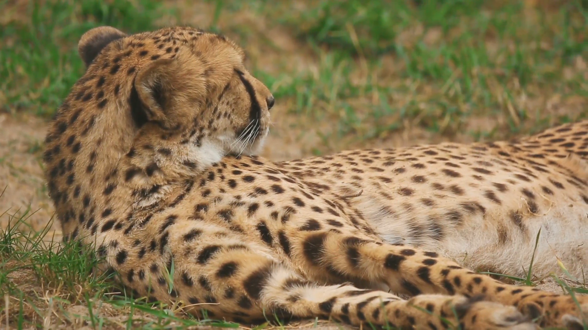 Young Cheetah rest Stock Video Footage - VideoBlocks