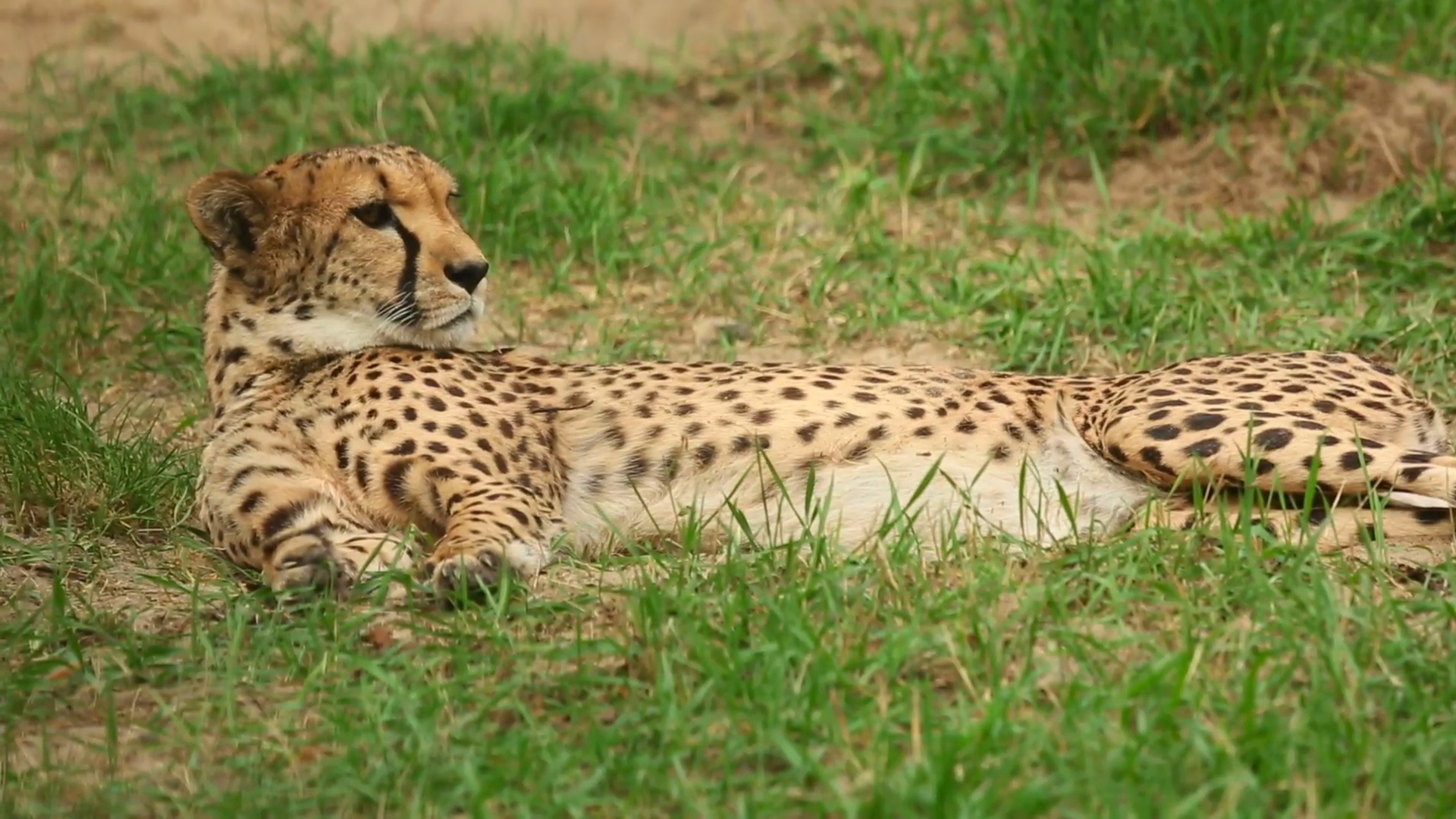 Young cheetah lying in the grass Stock Video Footage - VideoBlocks