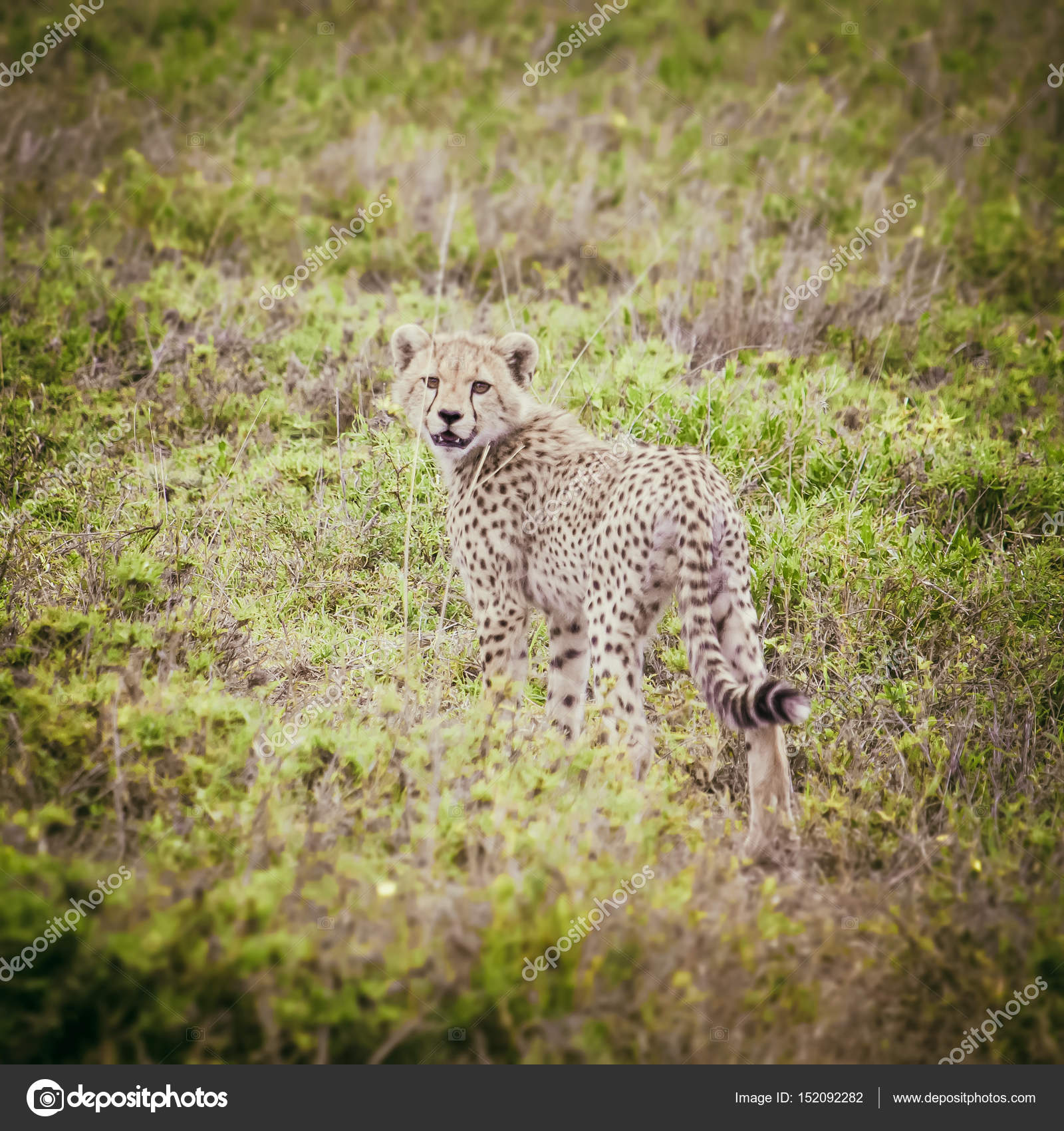 Young cheetah in african savanna — Stock Photo © amusedoxi.gmail.com ...