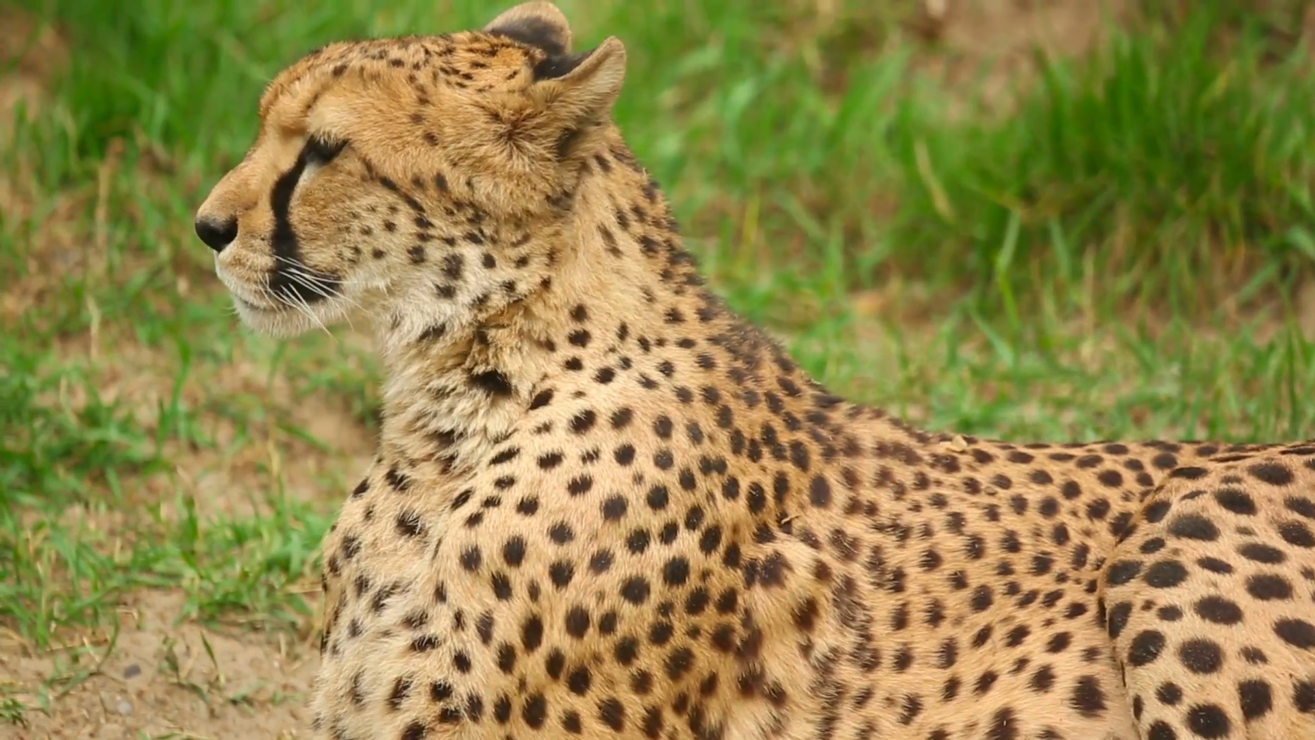 Young cheetah lying in the grass Stock Video Footage - VideoBlocks