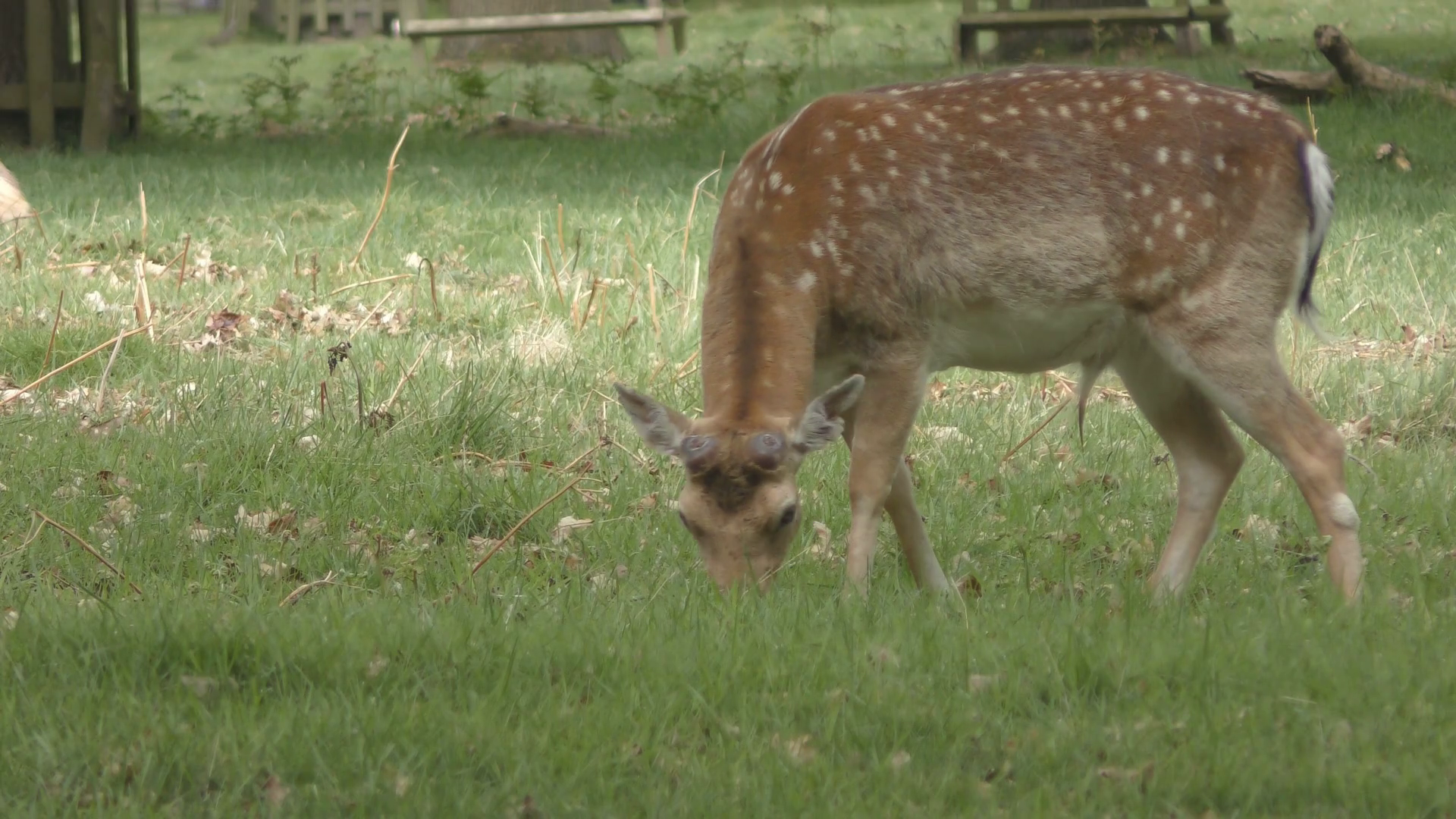 Young deer grazing grass in the field. London. Stock Video Footage ...