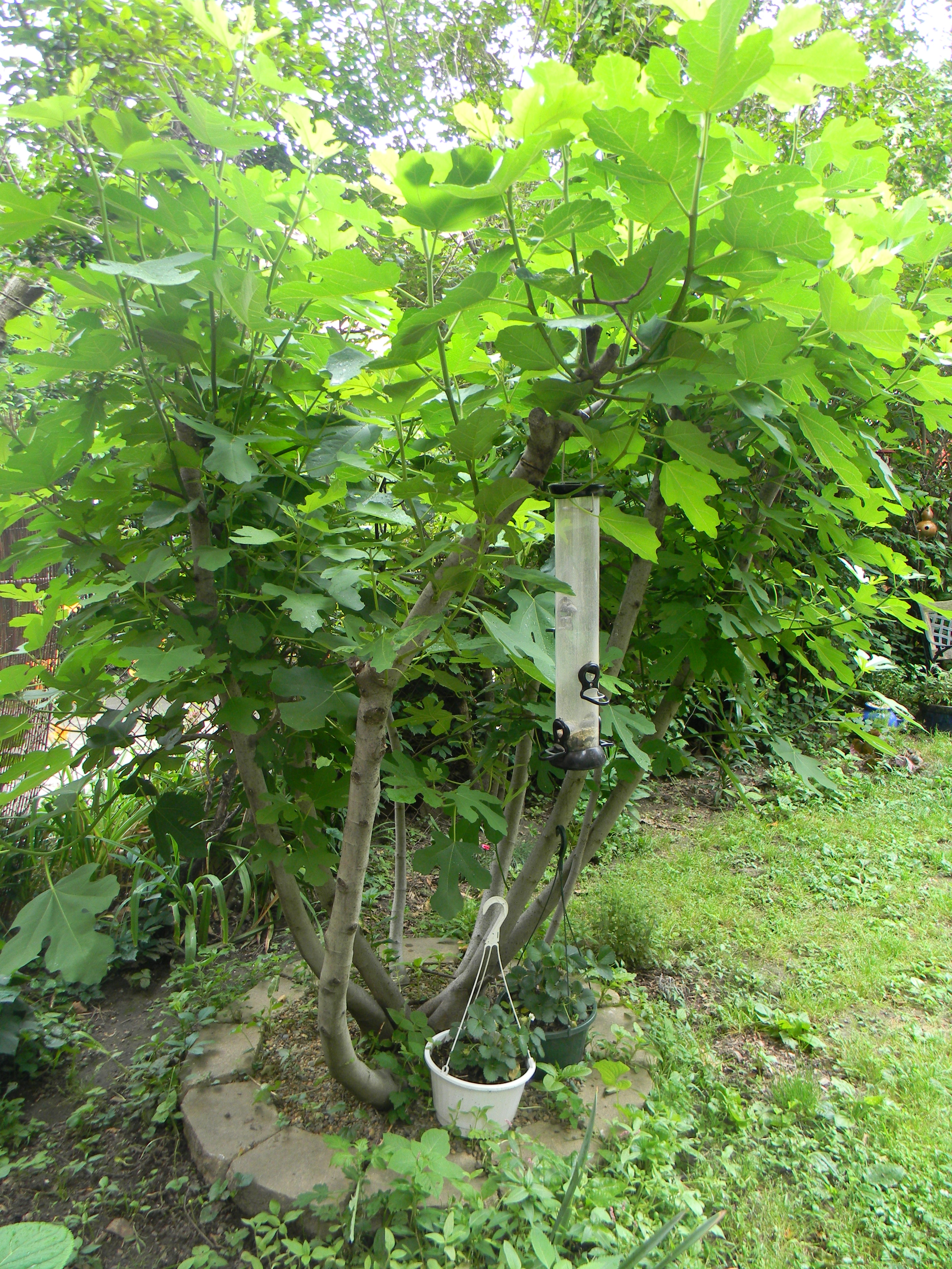 Fig Trees: Before, During, and After being pruned! – Red Garden Clogs