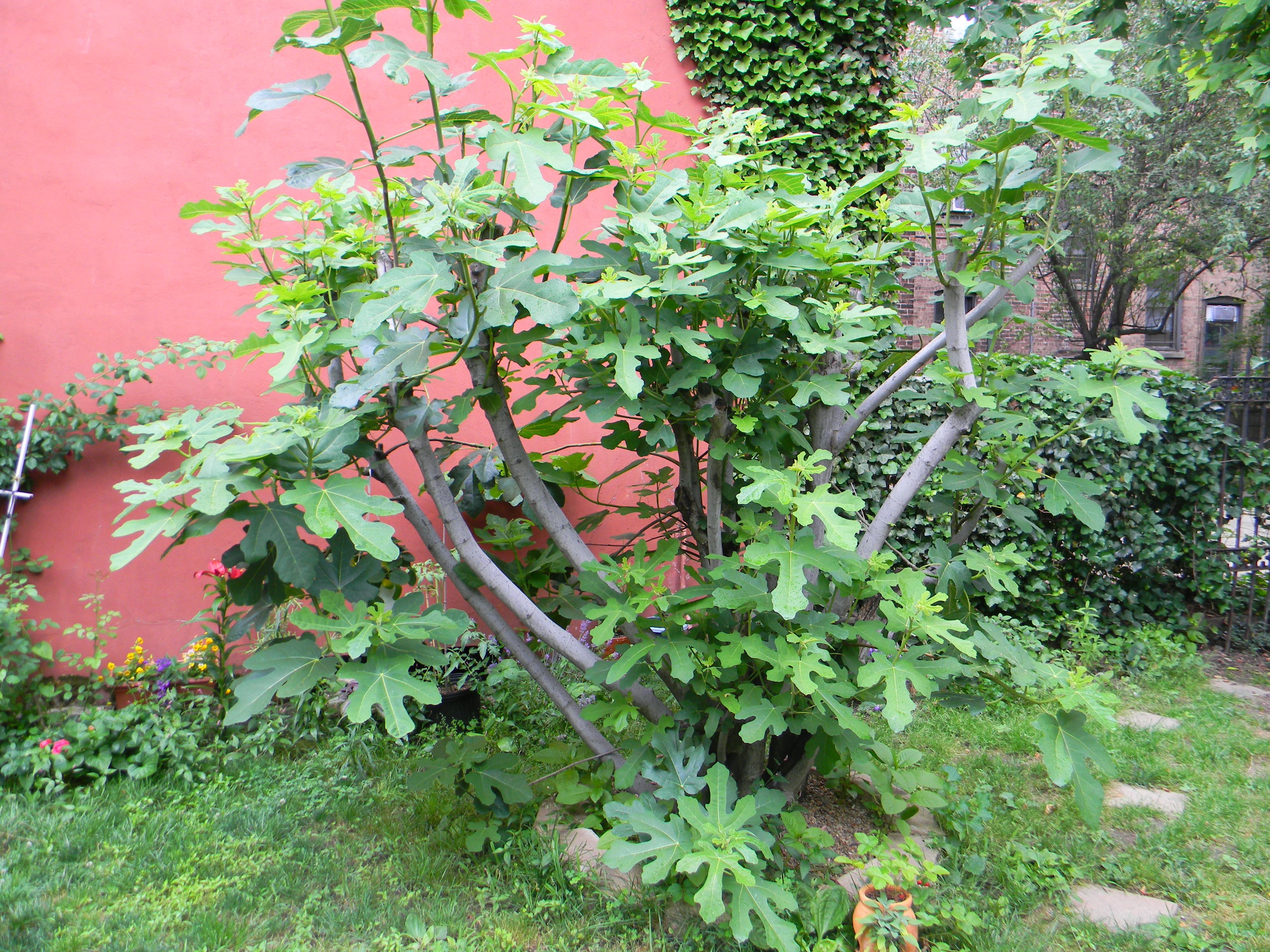 Fig Trees: Before, During, and After being pruned! – Red Garden Clogs