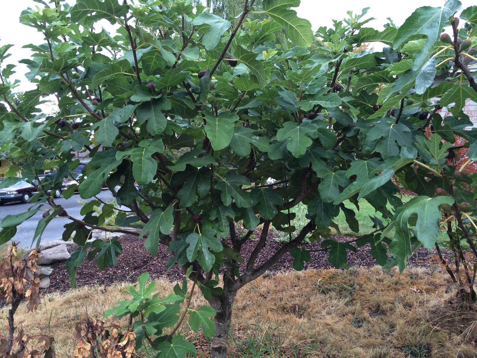 Growing Figs West of the Cascades, PNW | General Forum | HOS Forums
