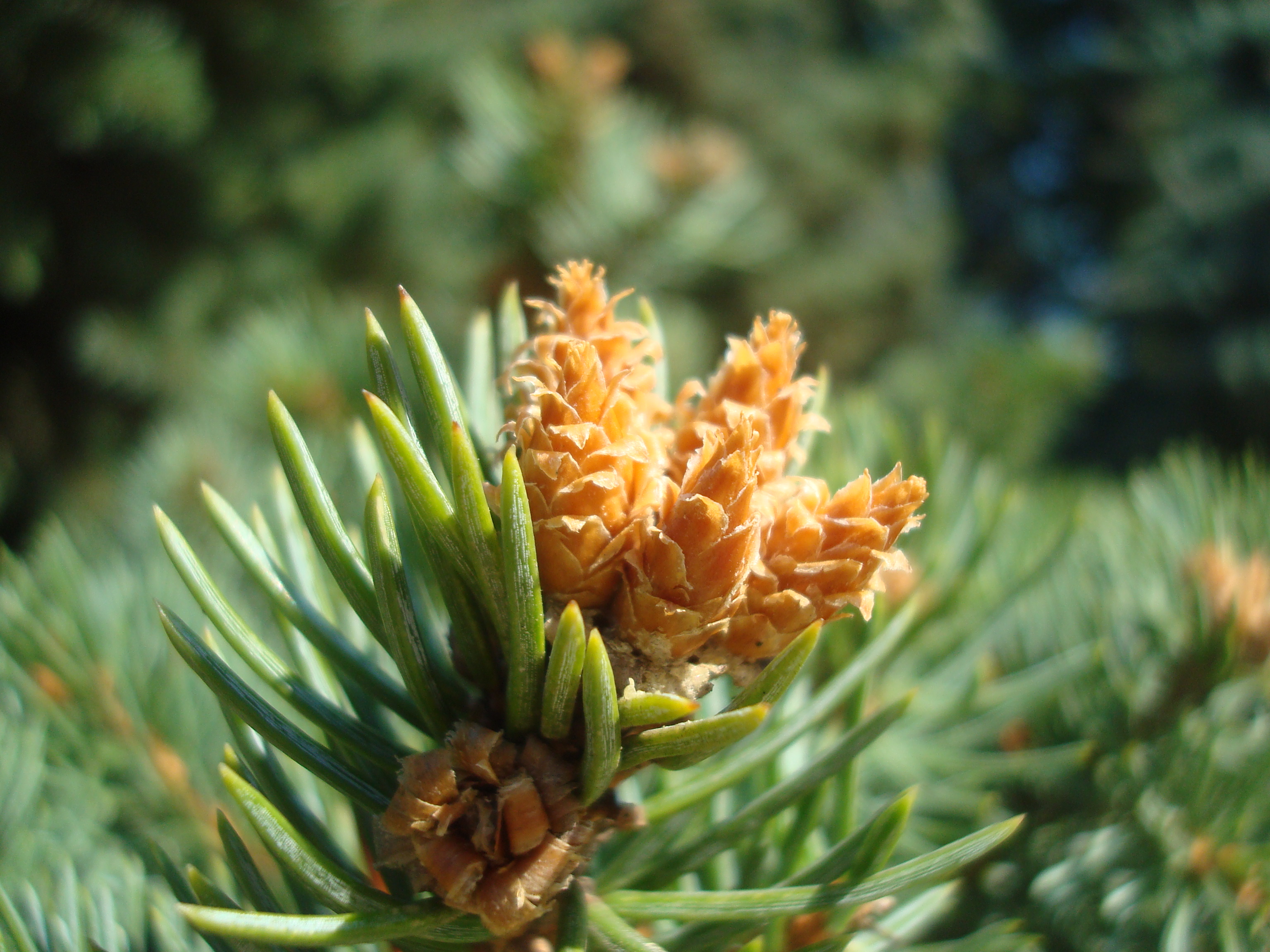Young fir cones photo