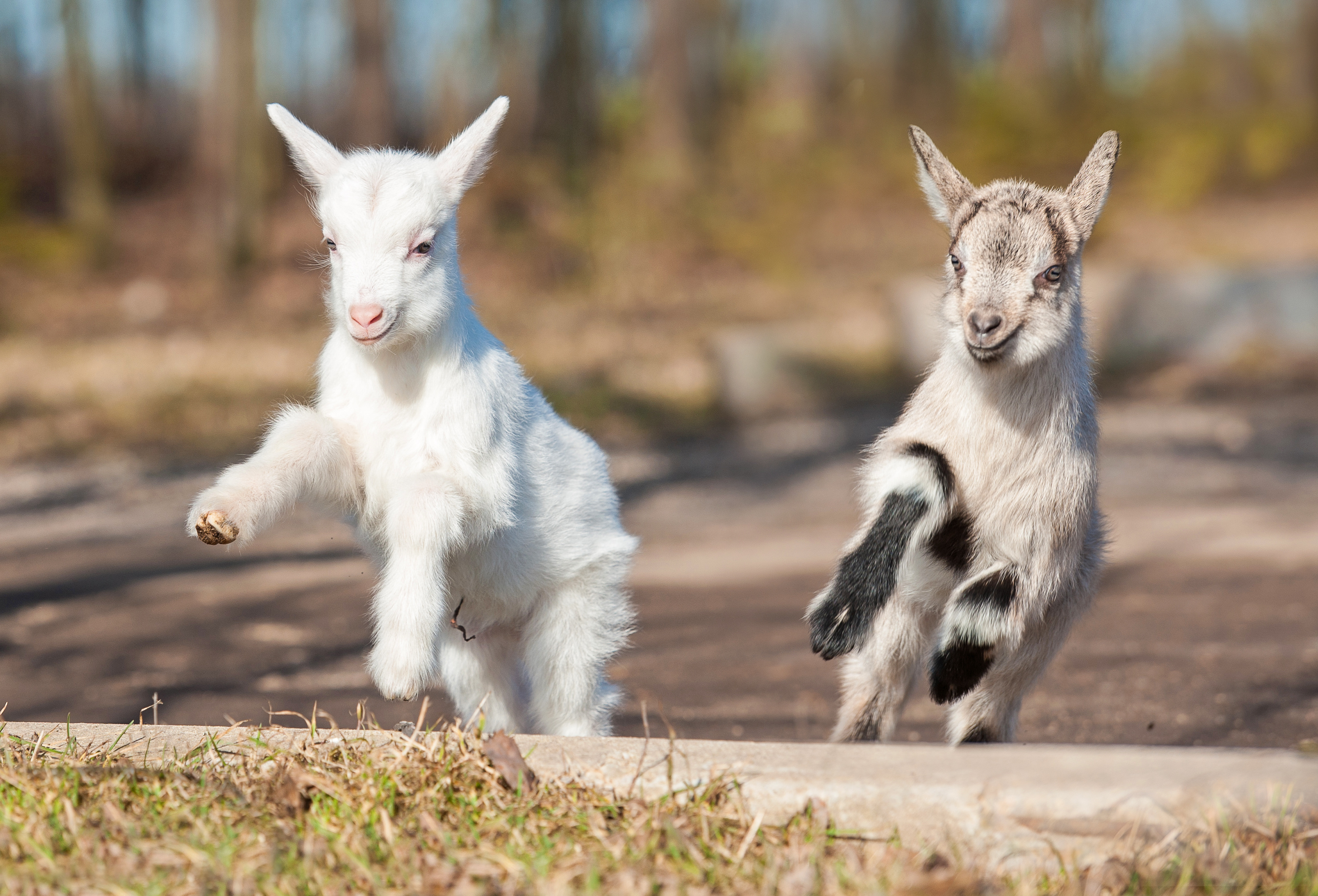 8 Baby Goat Names, Because You Know You're Going to Get One