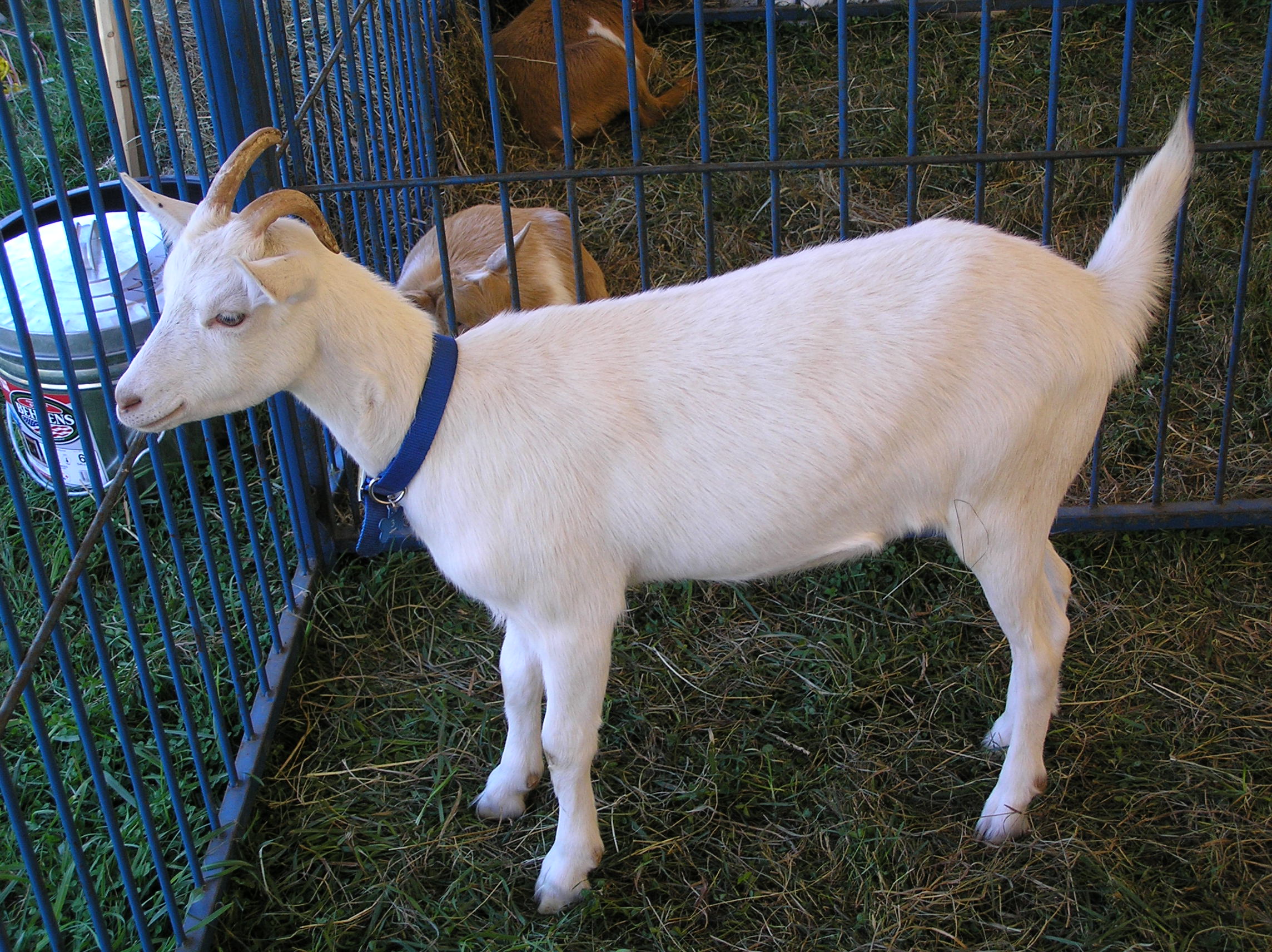 File:Young goat at Yorktown, NY Grange Fair, September, 2013.jpg ...