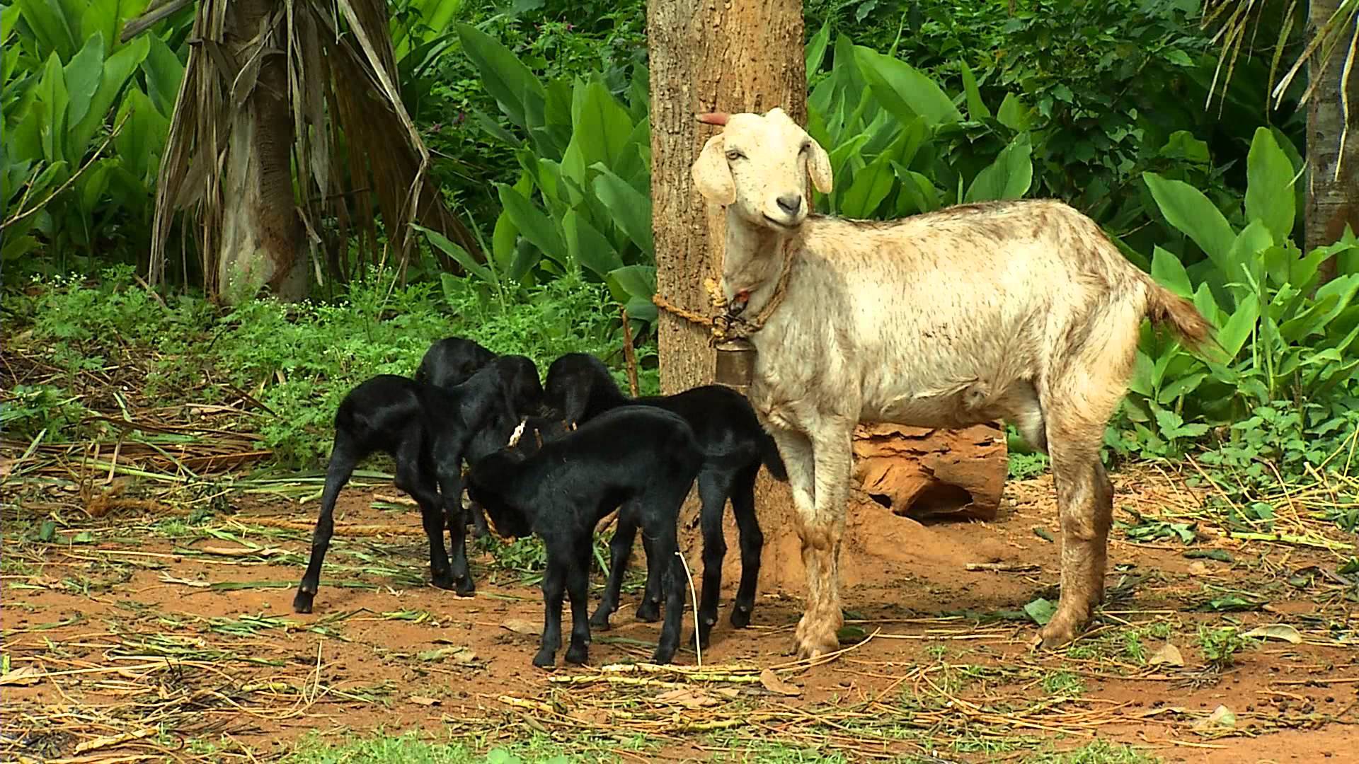 Indian Goat and its young ones - YouTube