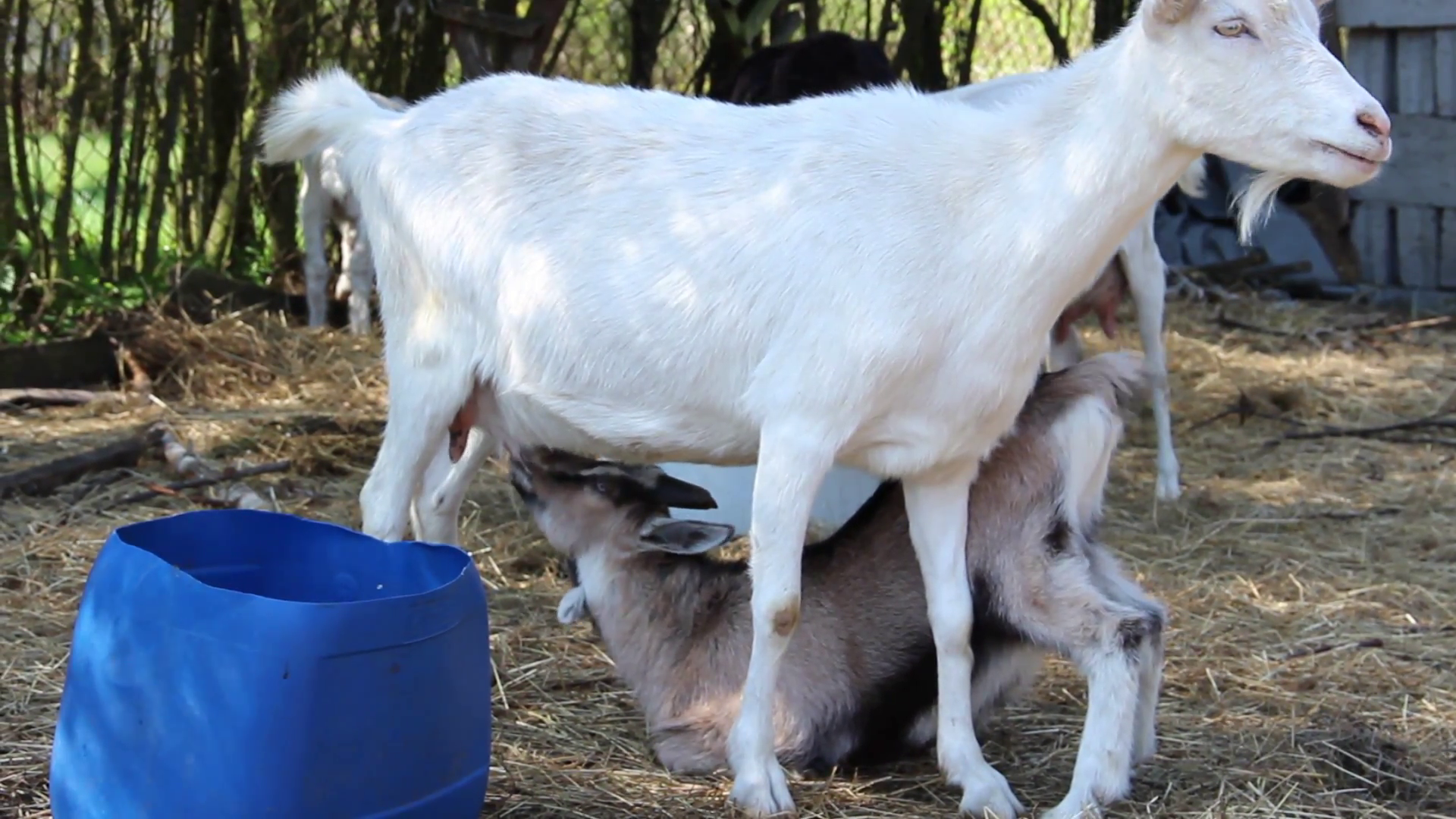 Young goat is drinking mother's milk Stock Video Footage - Videoblocks