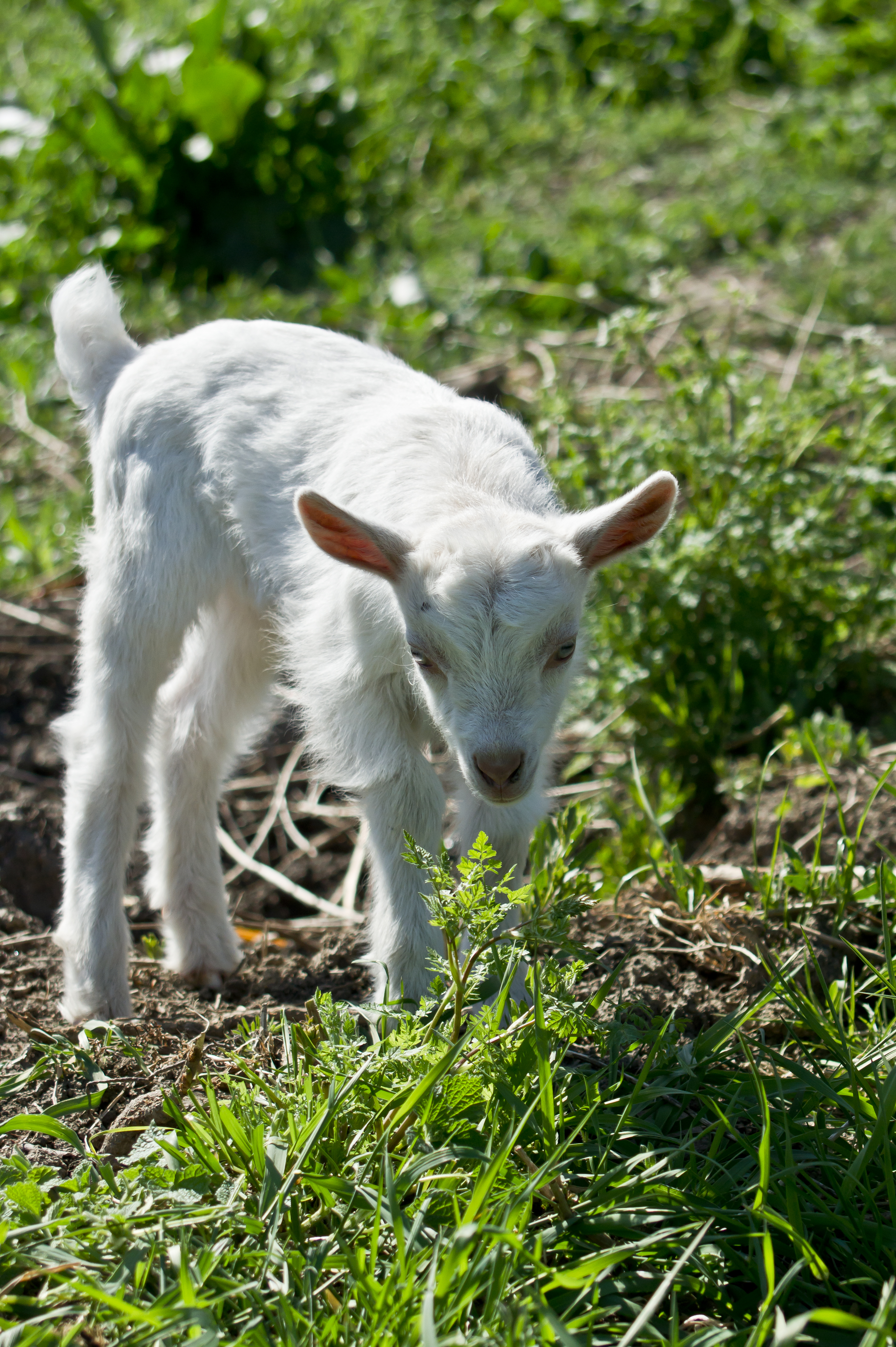 Young goat, Agriculture, Outdoor, Looking, Mammal, HQ Photo