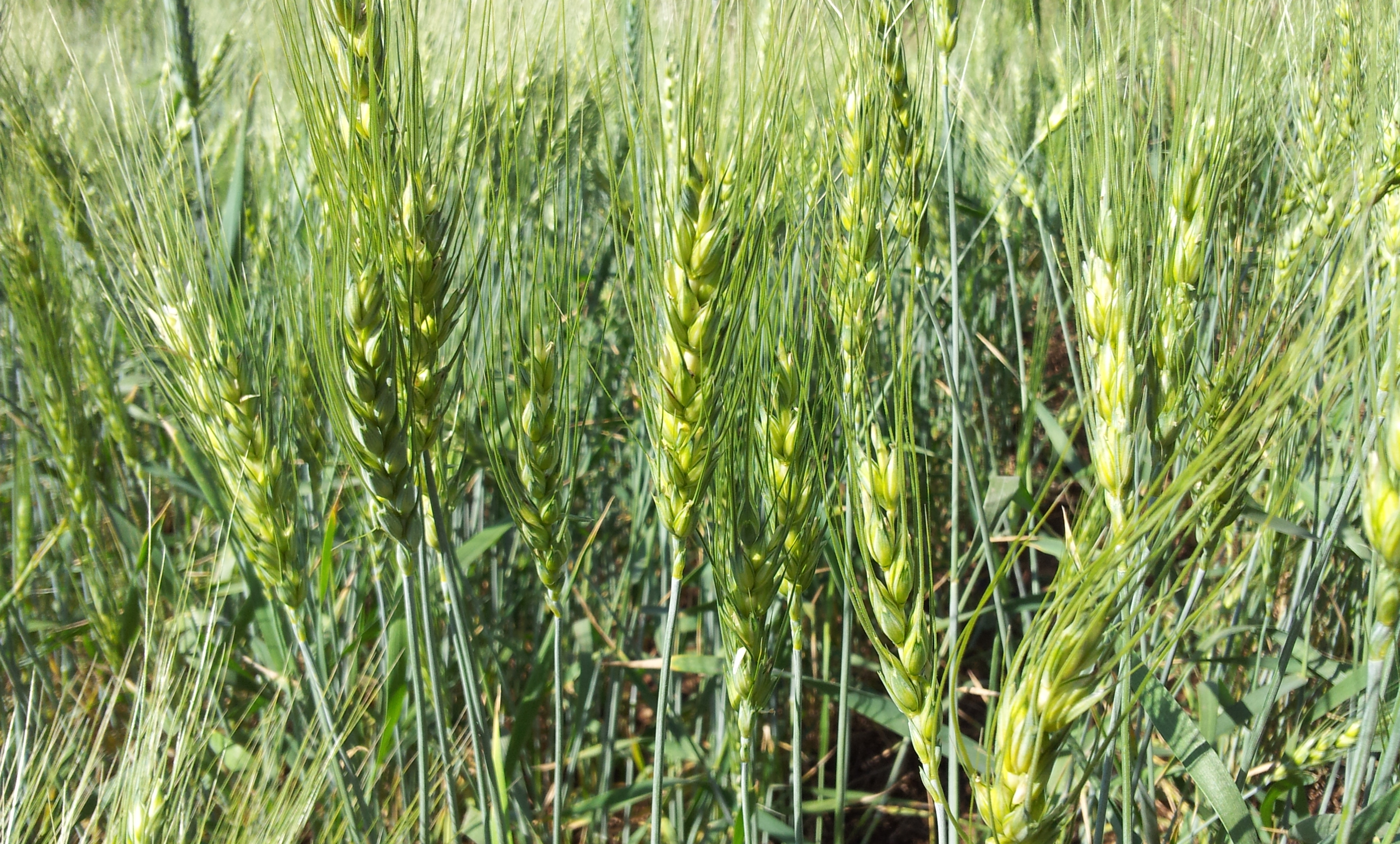 File:Young Wheat crop in a field near Solapur, Maharashtra, India ...