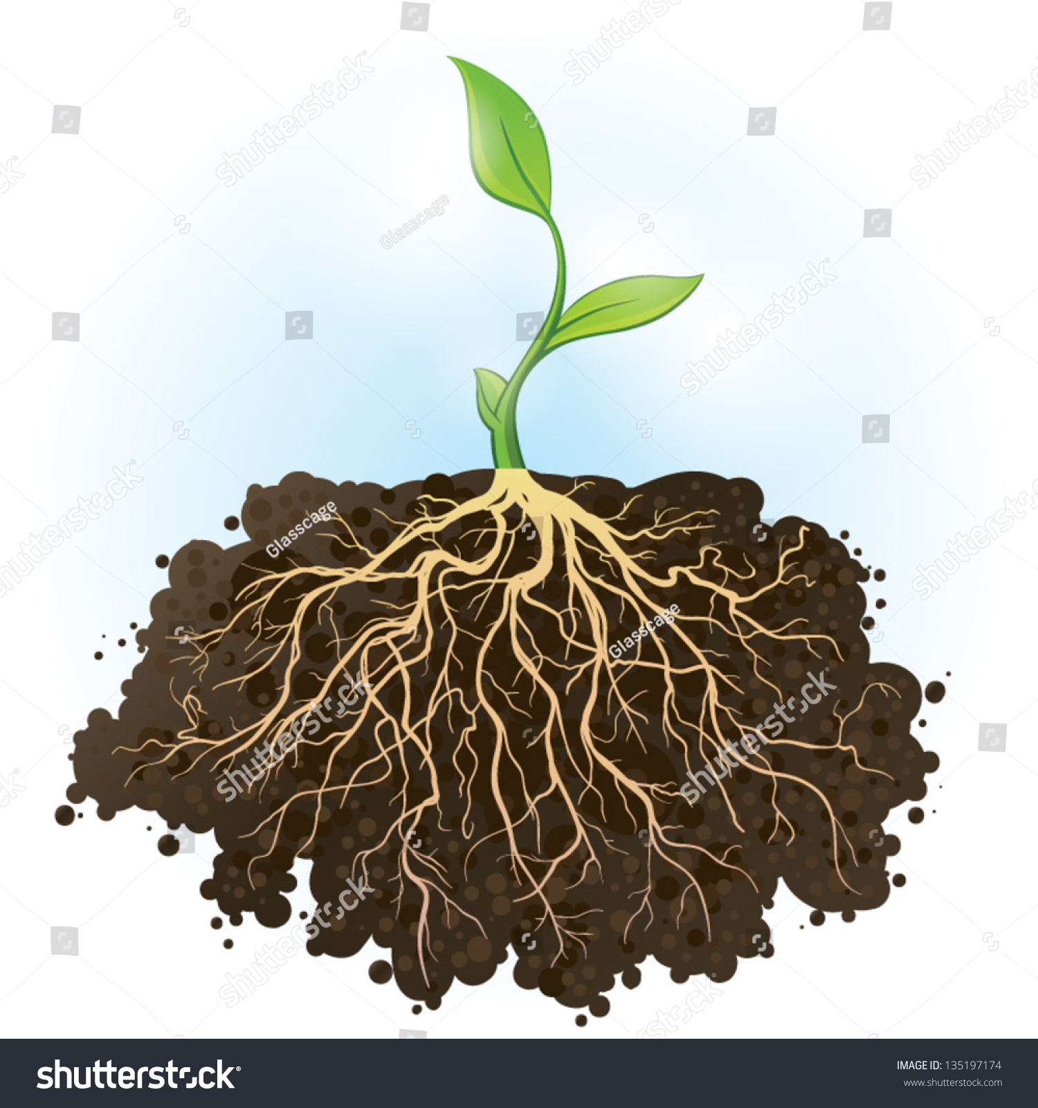 Young Green Plant Strong Roots Visible Stock Vector 135197174 ...