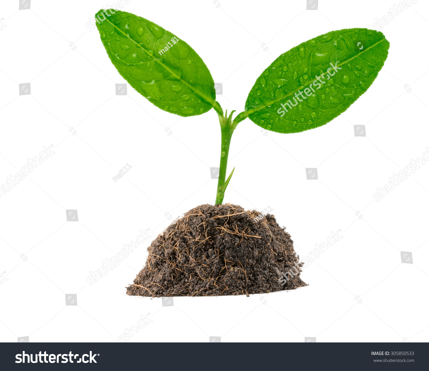 Young Green Plant Isolated On White Stock Photo 305850533 - Shutterstock