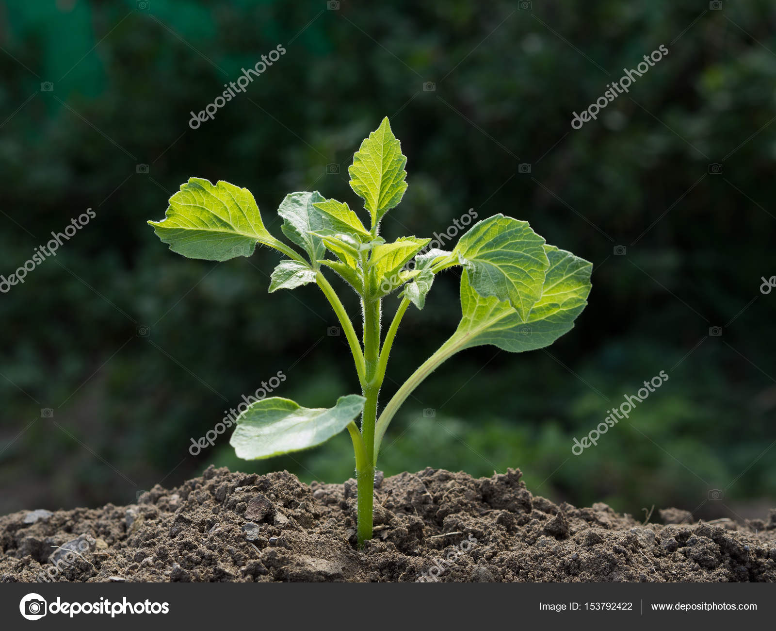 Young green plant on a green blurred background — Stock Photo ...
