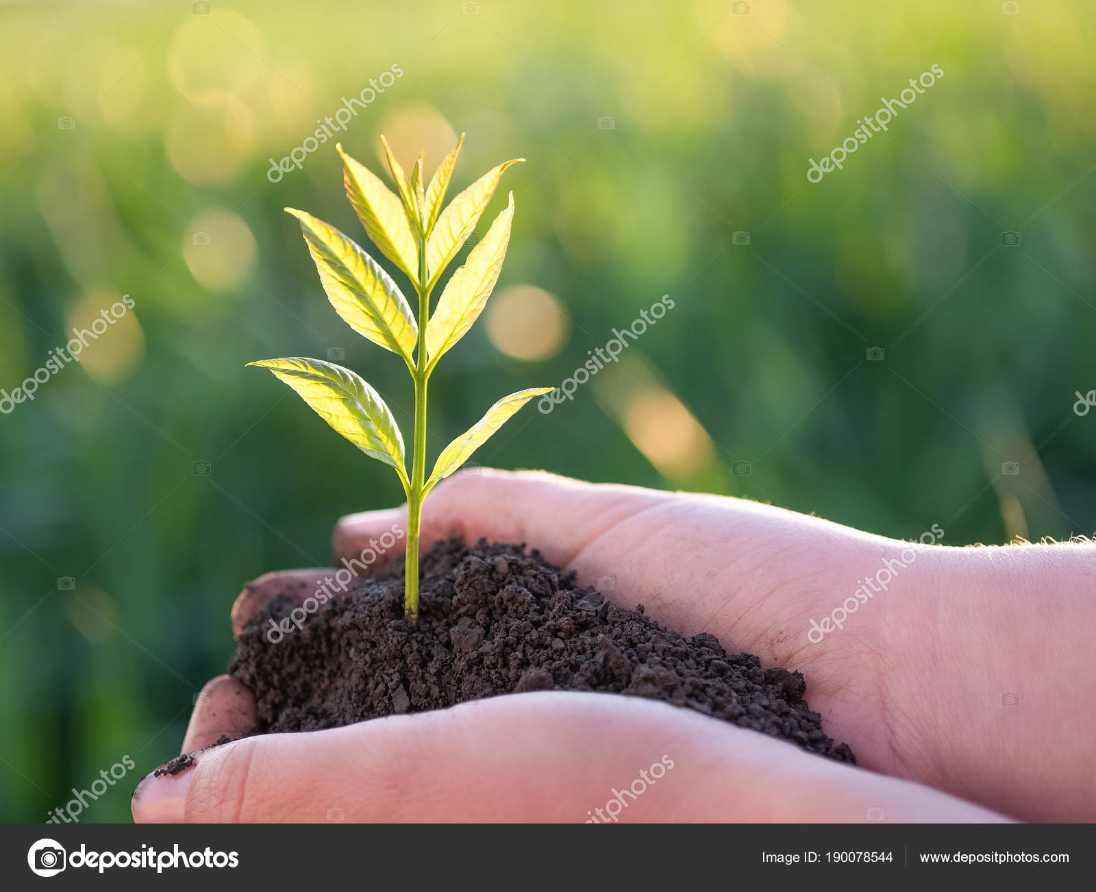 Young green plant in the hands. New life. Ecology concept — Stock ...