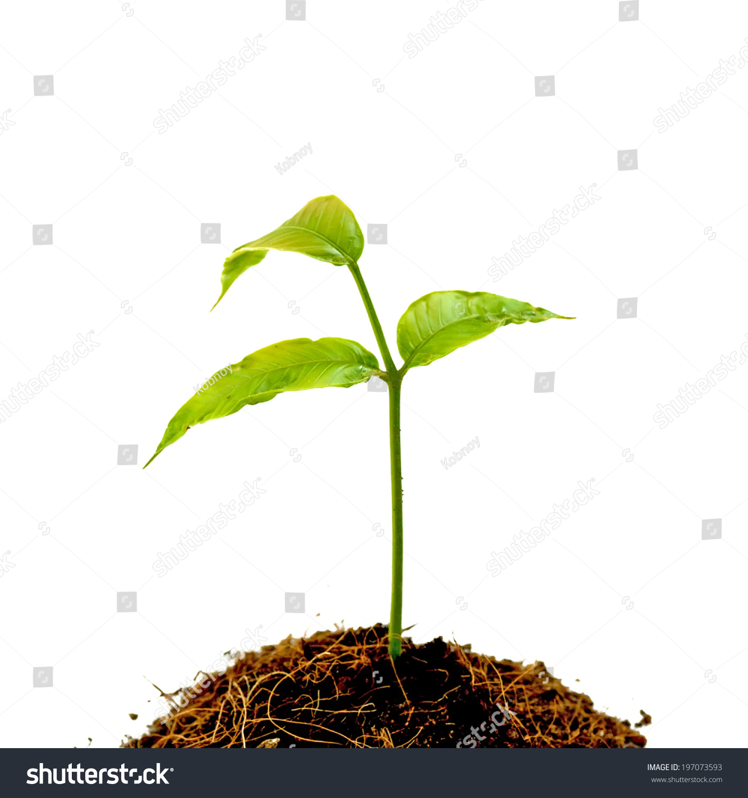 Young Green Plant On White Background Stock Photo 197073593 ...