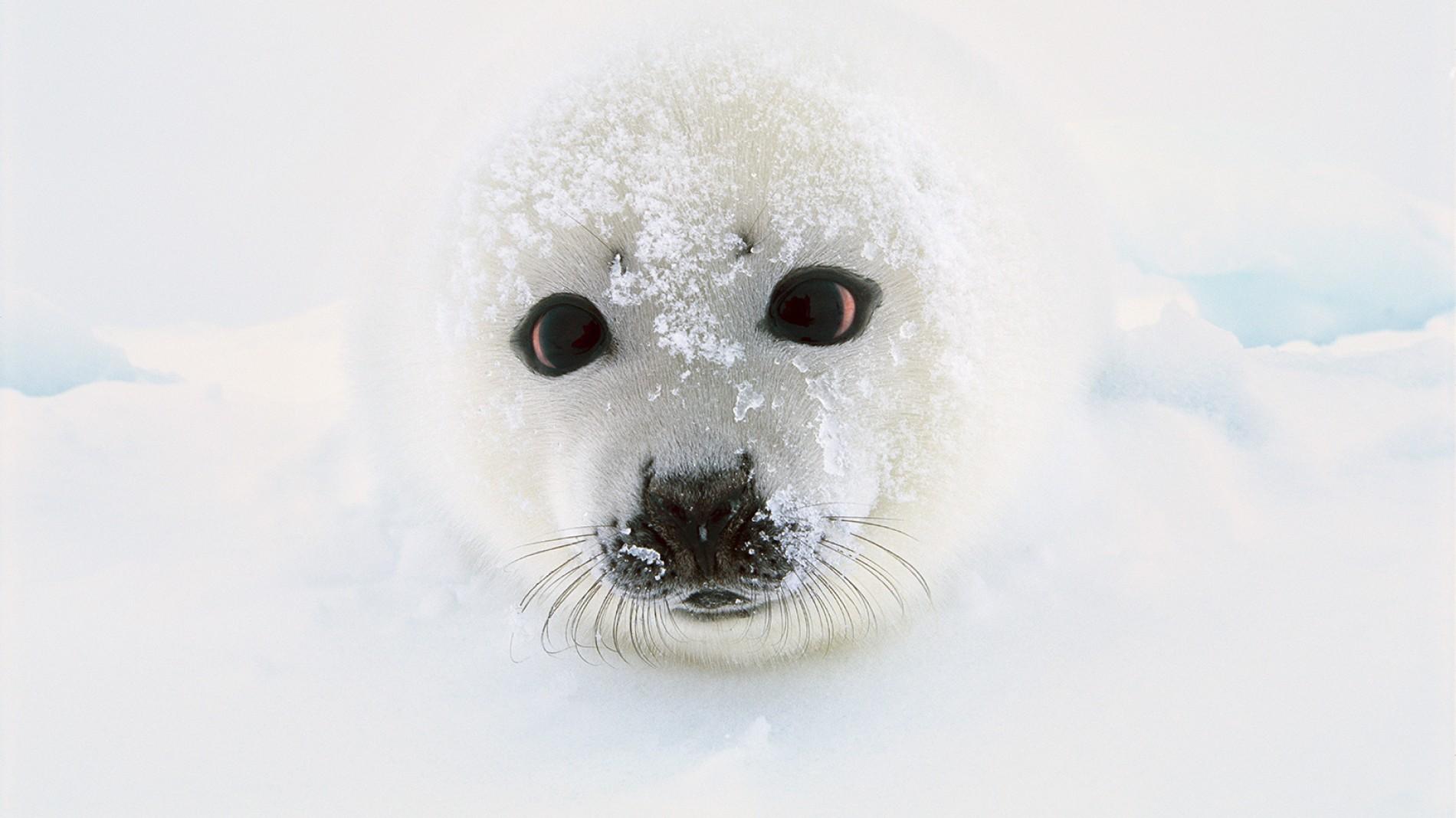 Harp Seal Facts and Pictures -- National Geographic Kids