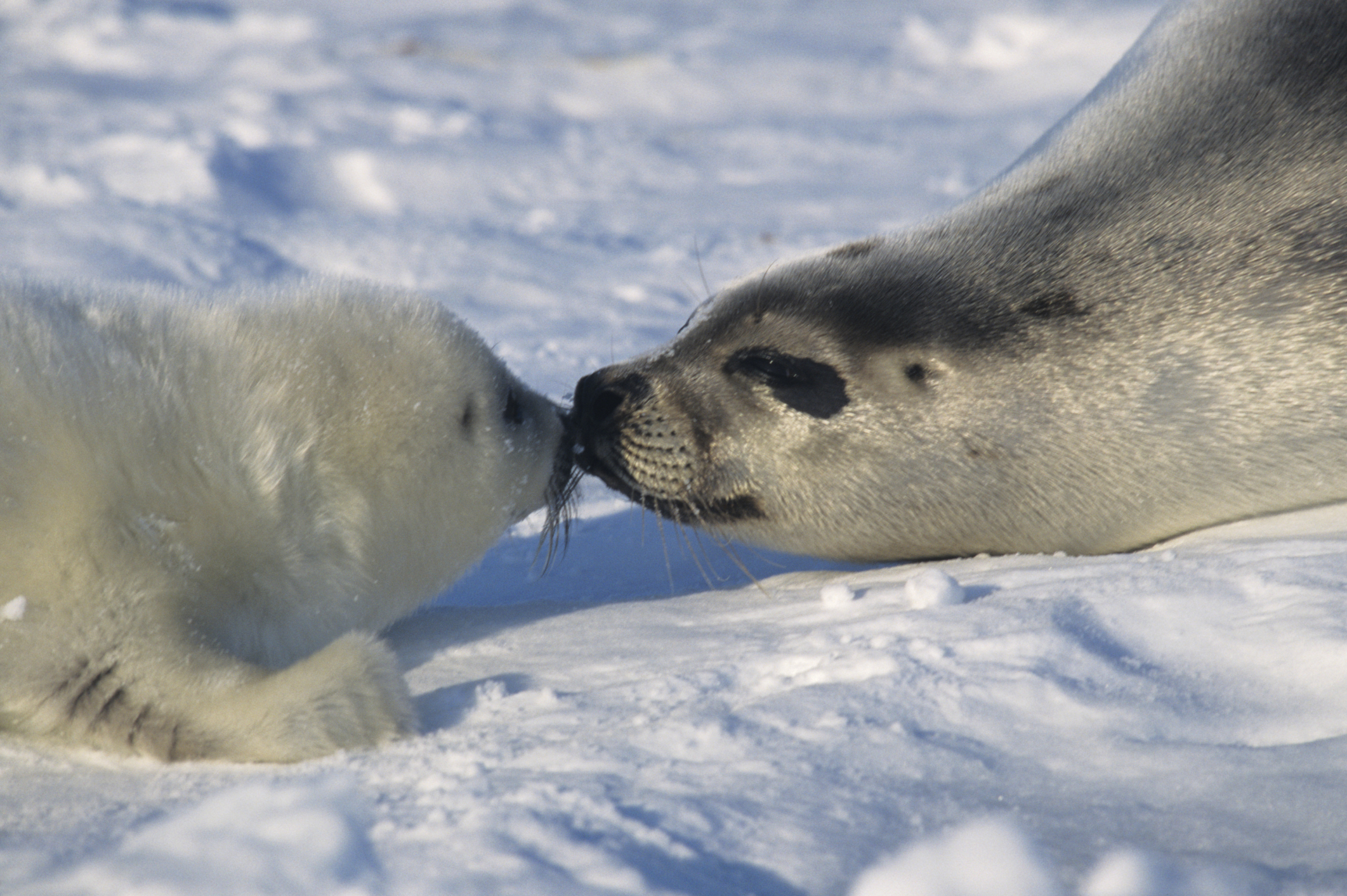 Interesting Facts About Harp Seals | USA Today