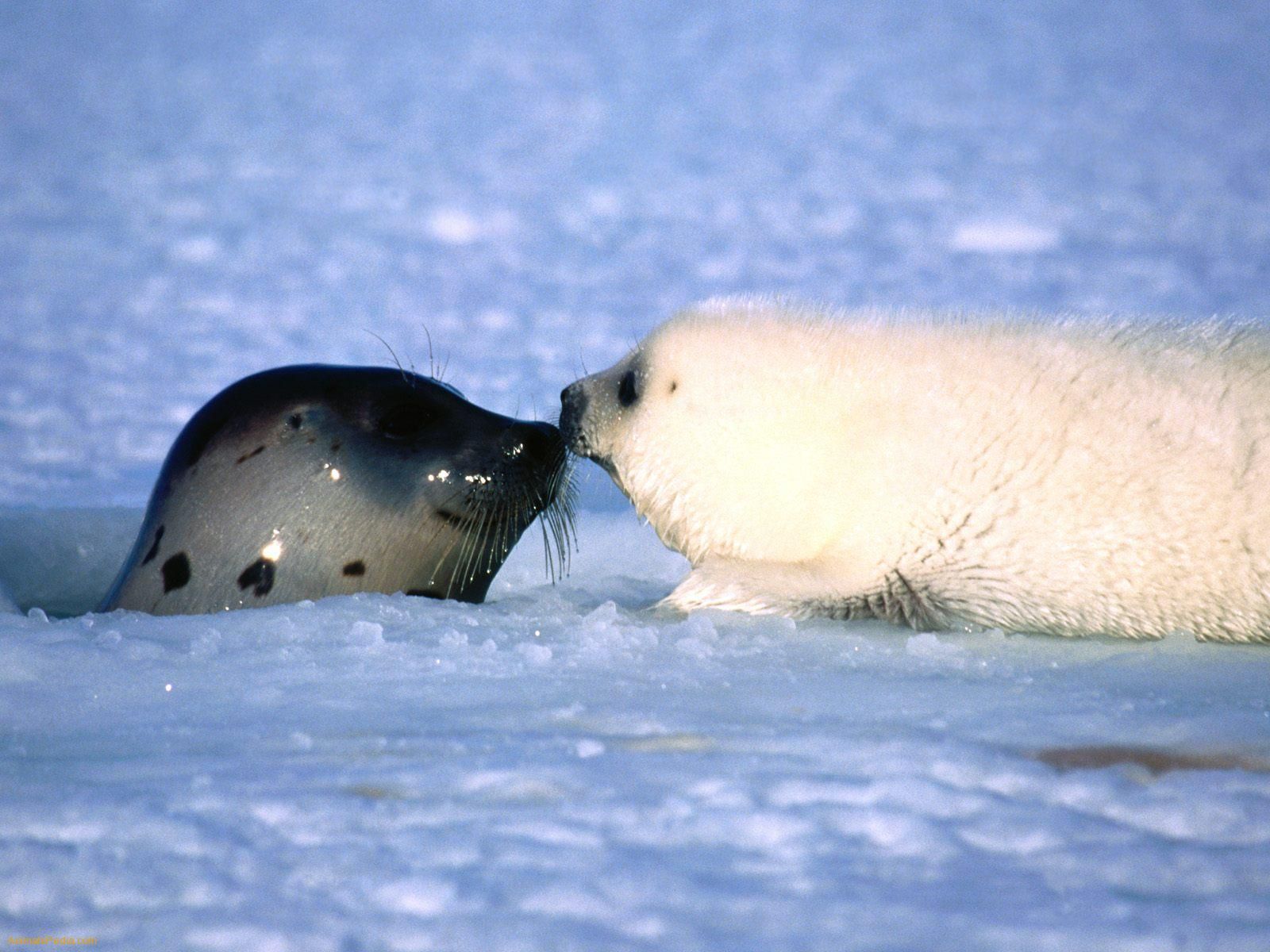 photo baby white seal | Scientific classification | EMPTY THE TANKS ...