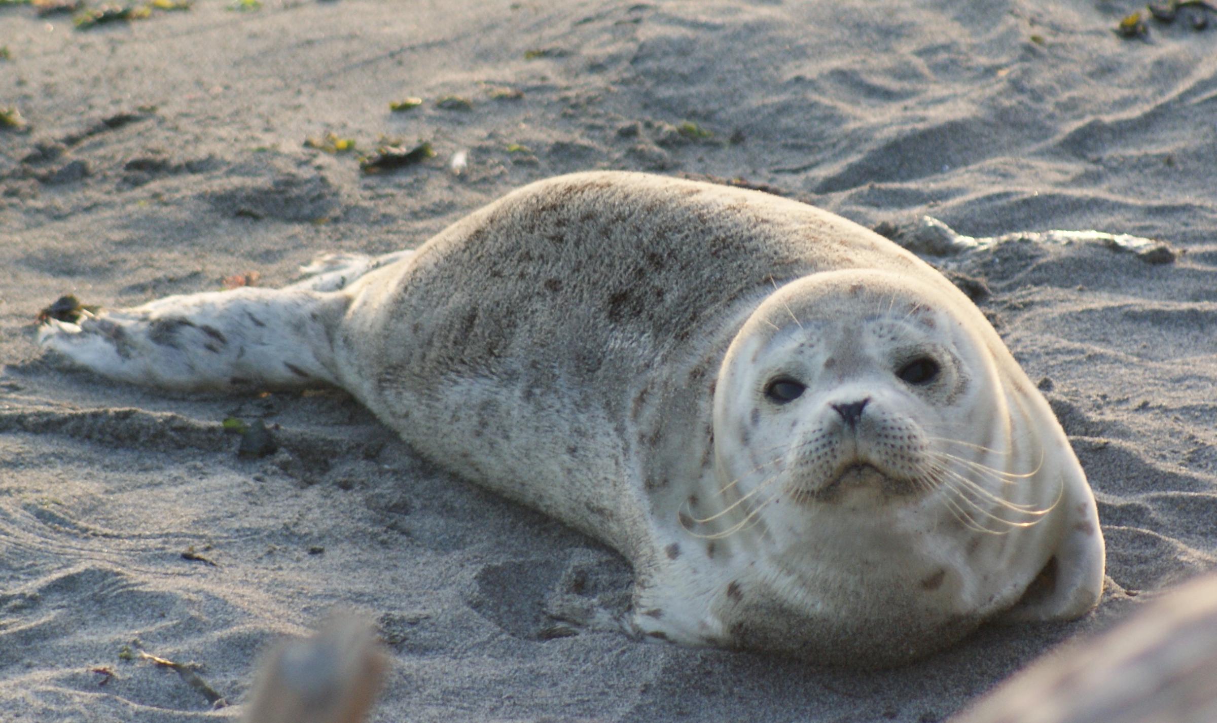 Hauled Out Seal Pups Nothing To Worry About, But Do Steer Clear | KNKX