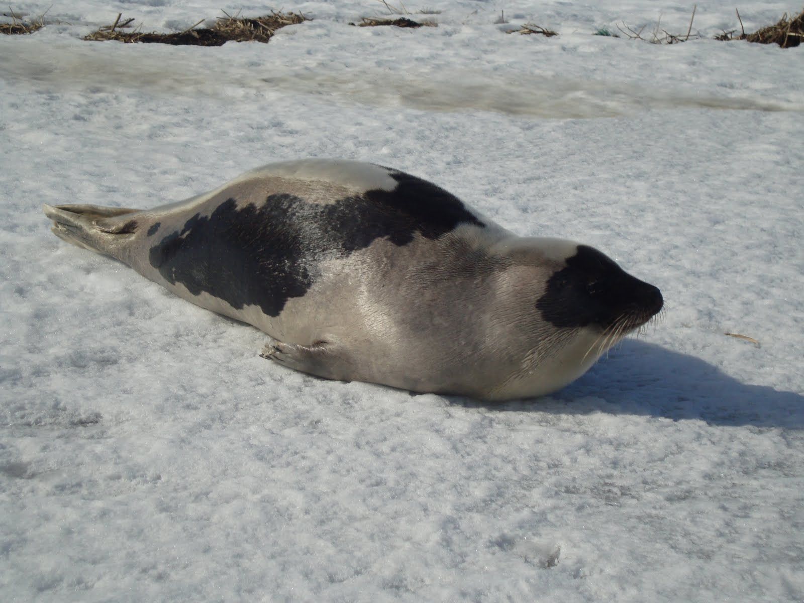 Harp seal (Pagophilus groenlandicus) or Saddleback seal - a species ...