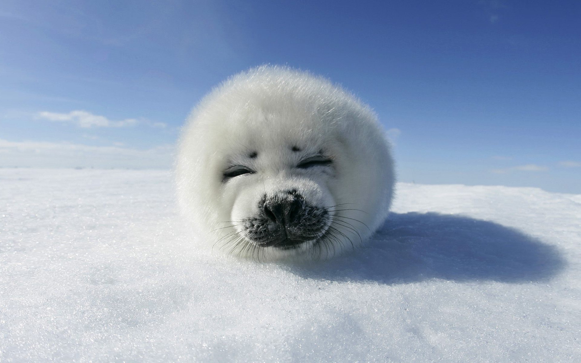 Fluffy in the Arctic : aww